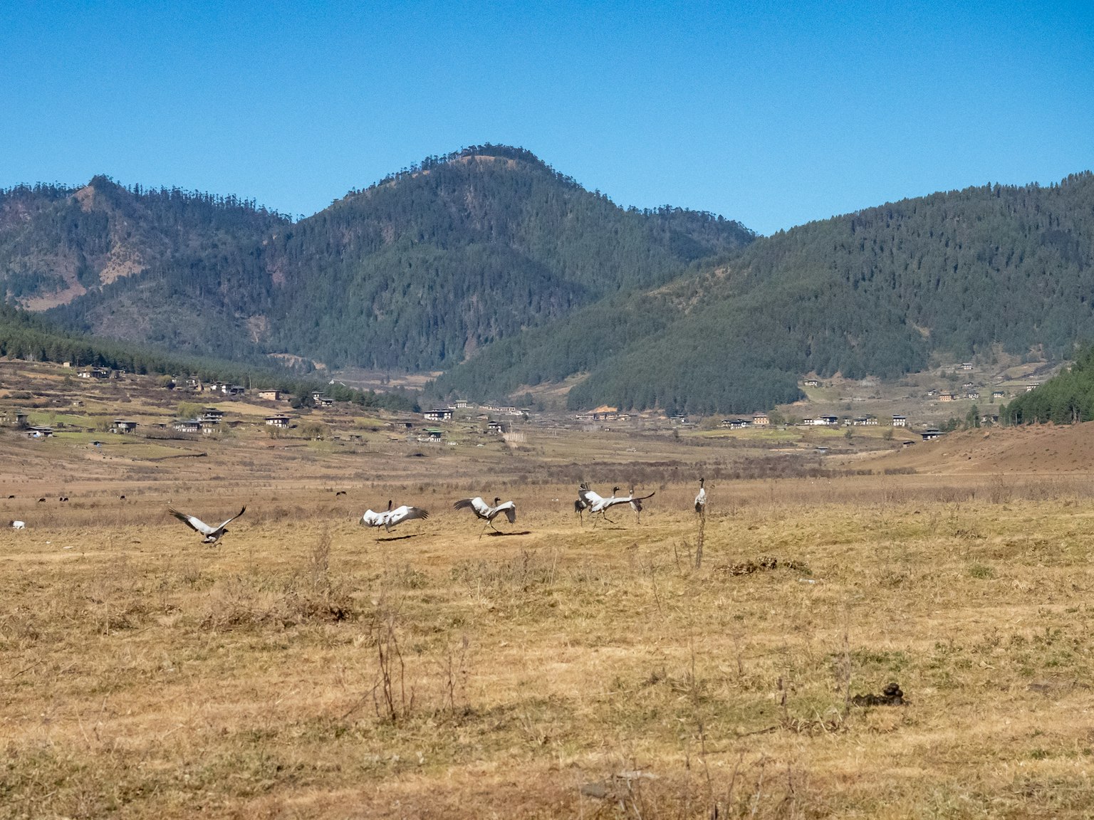 Amplia pradera con aves blancas contra un fondo de cielo azul y montañas