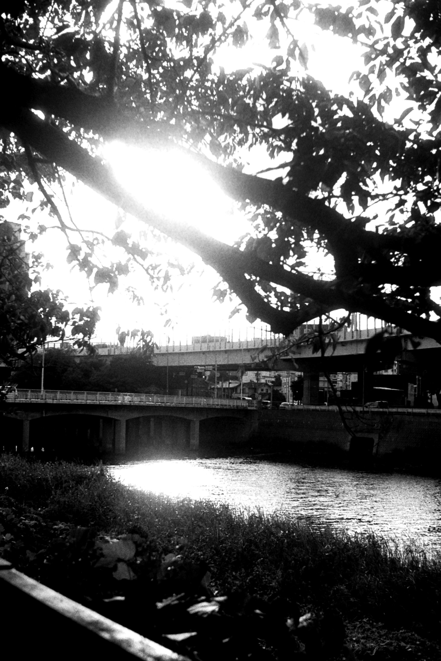 Tree branches arching over a river with sunlight reflecting on the water surface
