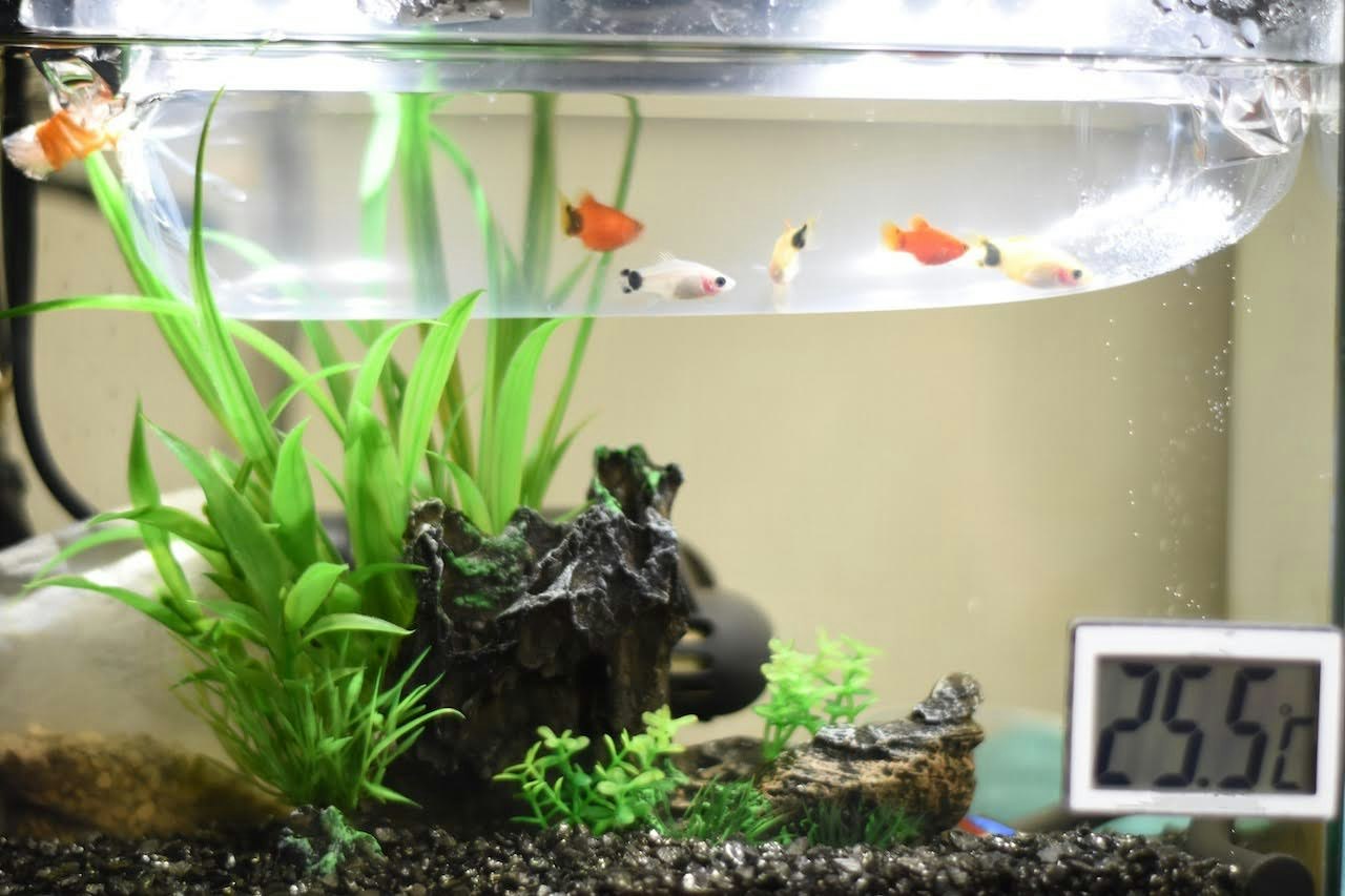 akuarium dengan ikan mas berenang, tanaman hidup, dan layar suhu