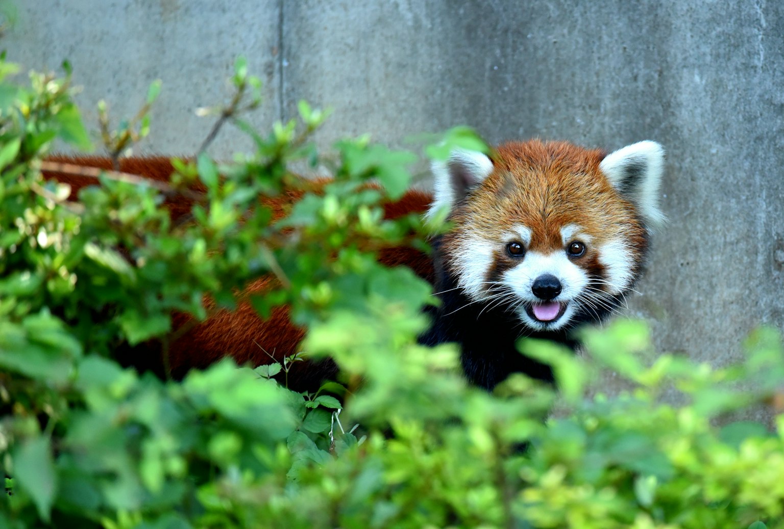 Panda rouge émergeant à travers le feuillage vert