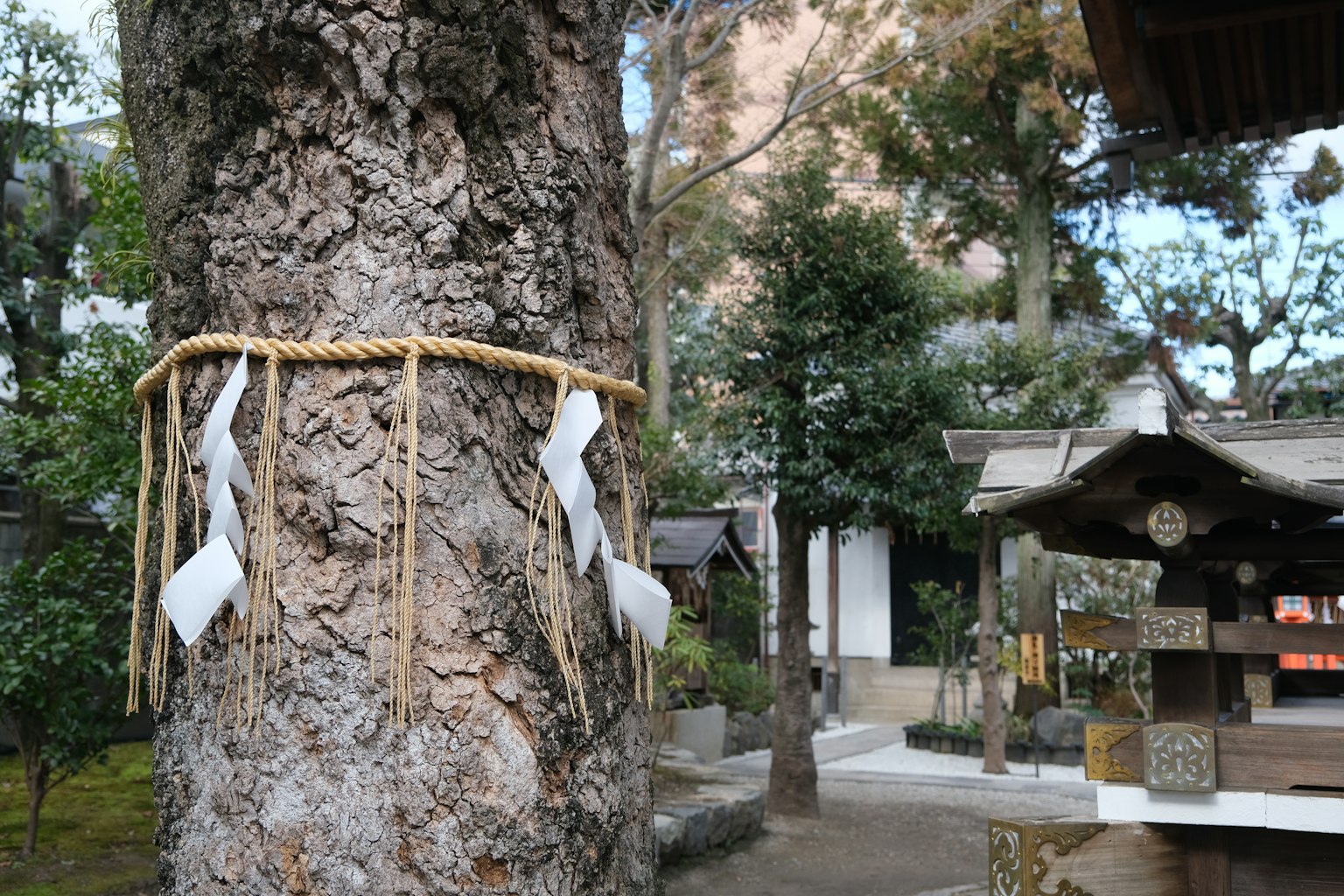 Shimenawa-Seil um einen Baum an einem Schrein gebunden umgeben von Grün