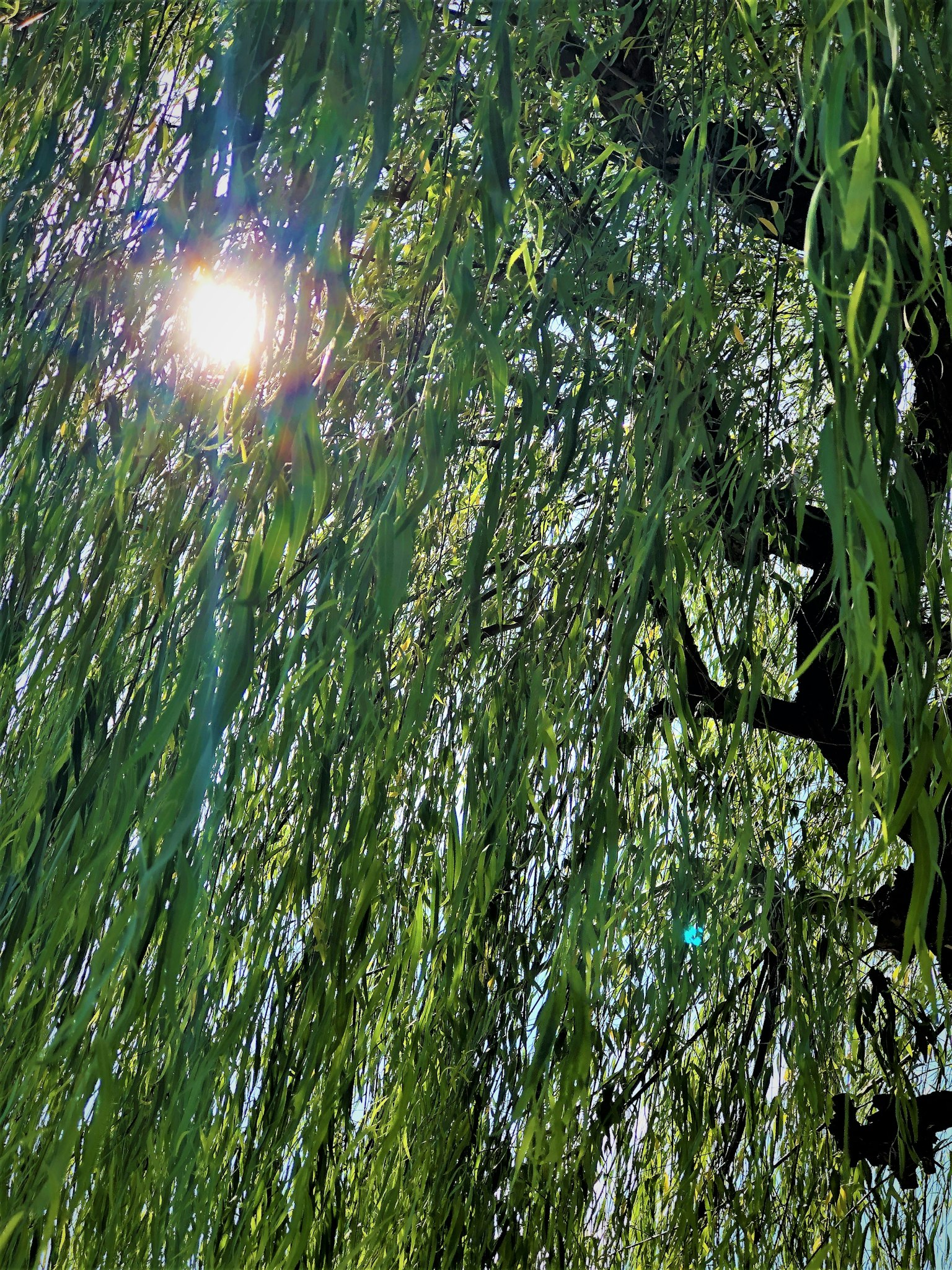 Sunlight filtering through lush green willow tree leaves