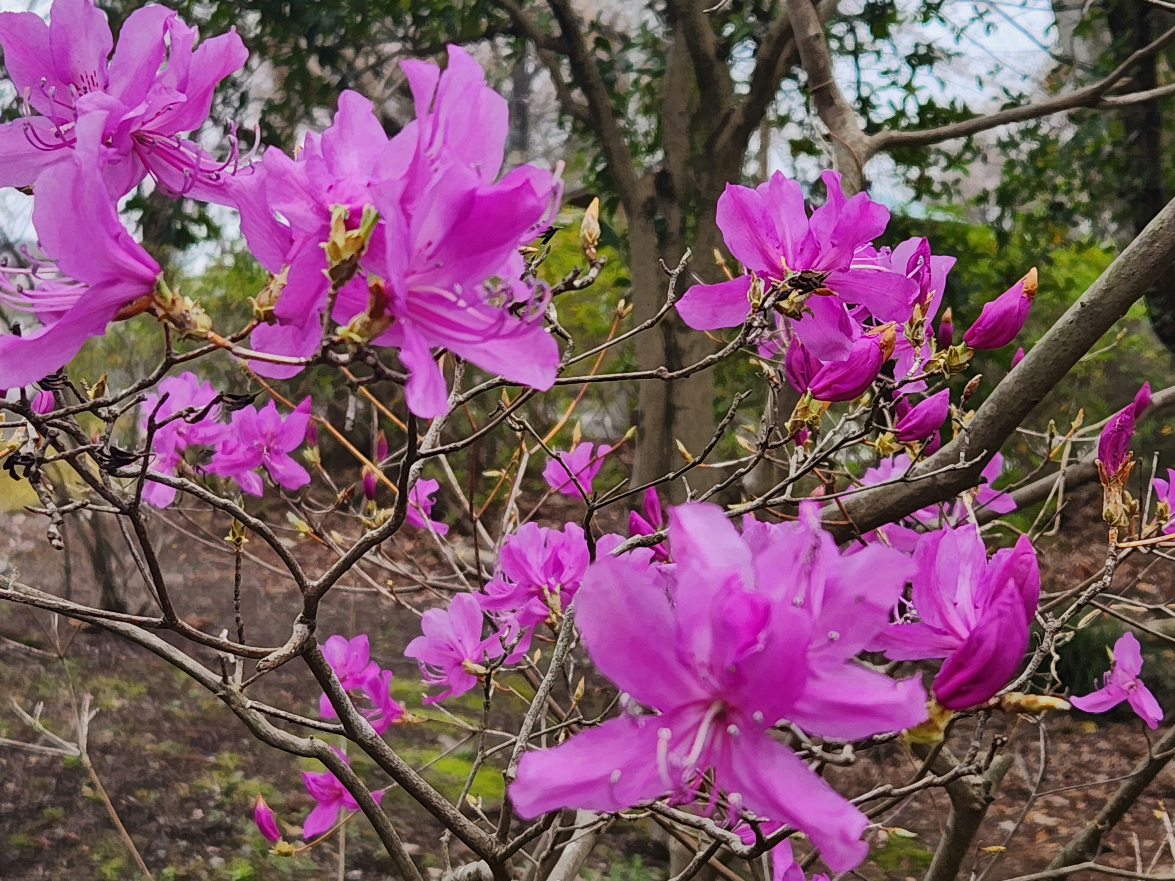 ヤシオツツジの紫とピンクの花が咲く枝先の風景