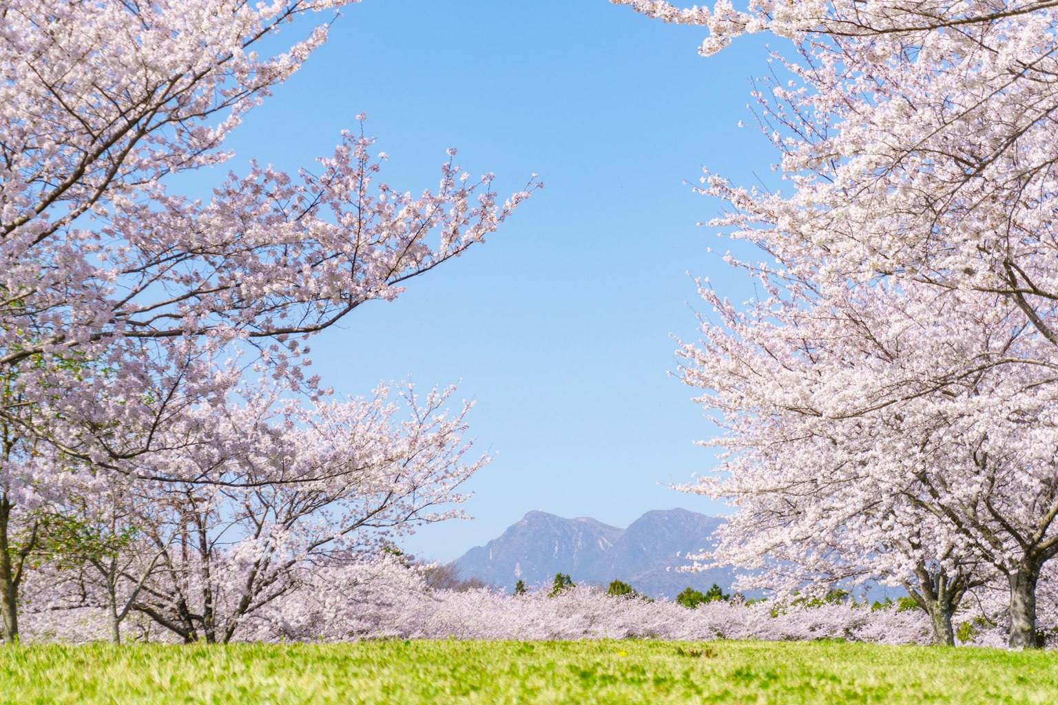 Pohon sakura berbunga di bawah langit biru dengan padang hijau