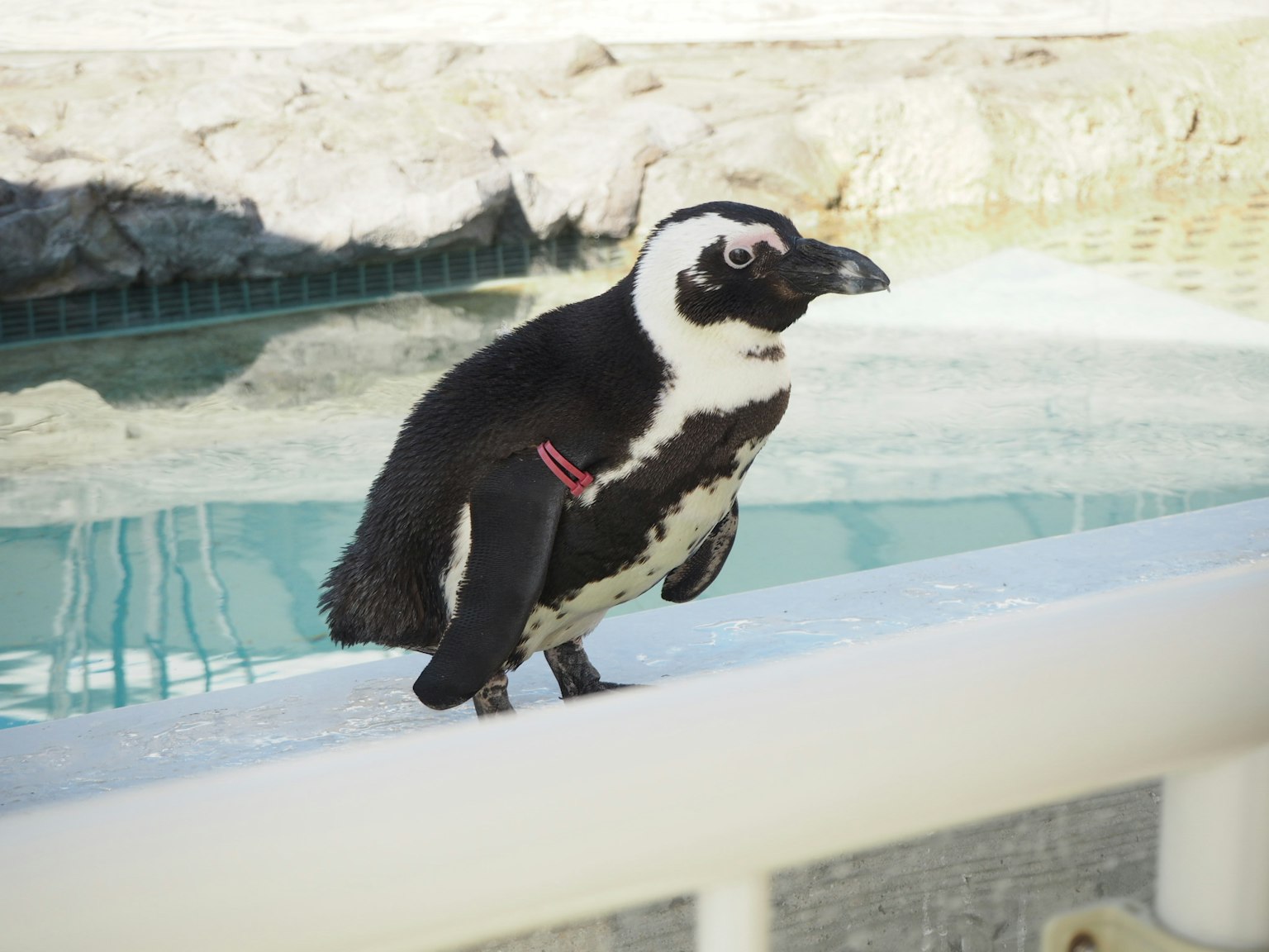 Penguin châu Phi đứng gần bể bơi