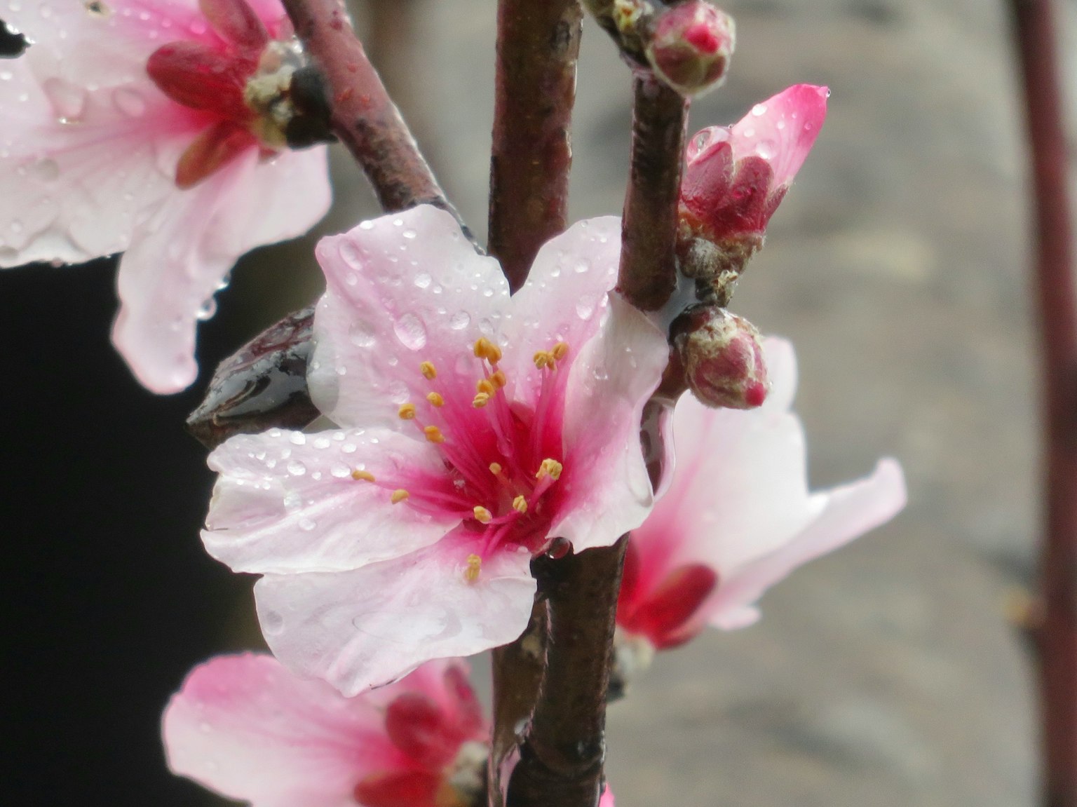 Primo piano di fiori di ciliegio su un ramo