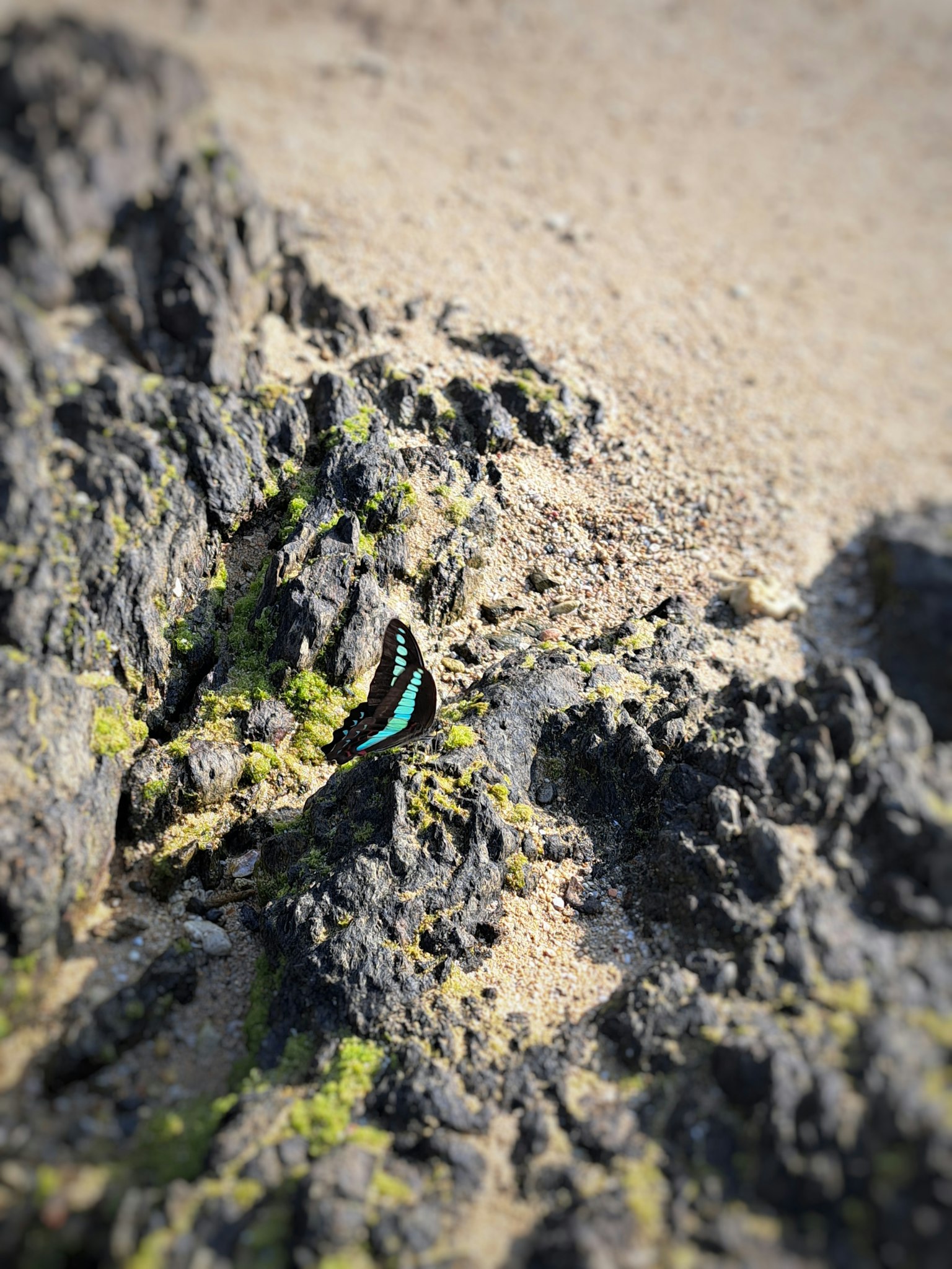 Una farfalla blu che riposa su un terreno roccioso