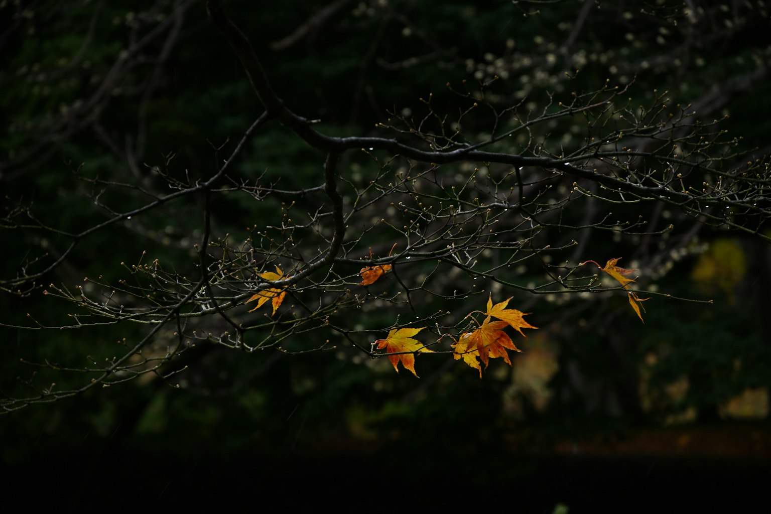 暗い背景に映えるオレンジ色の葉がついた枝