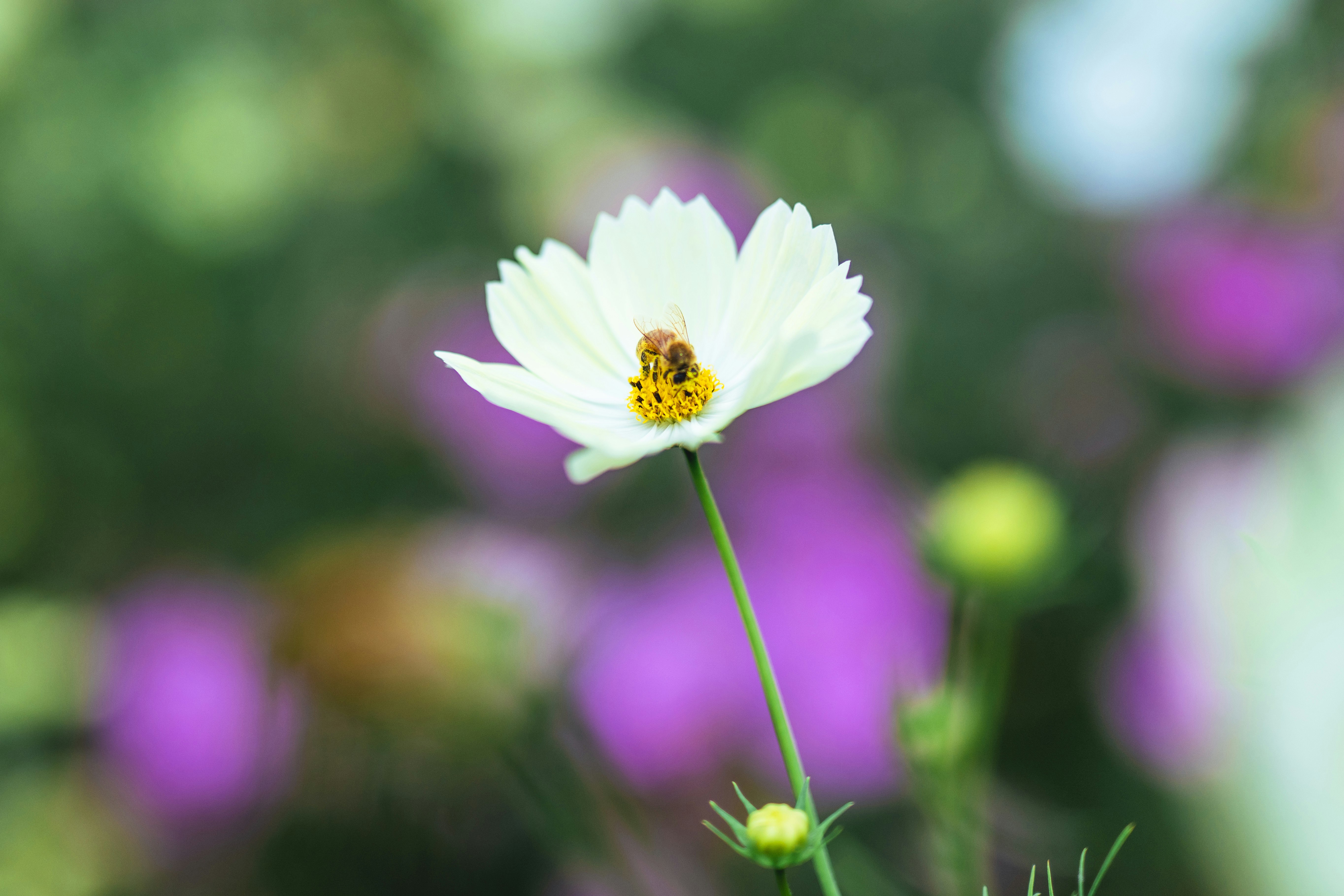 ぼかし背景の白いコスモスの花