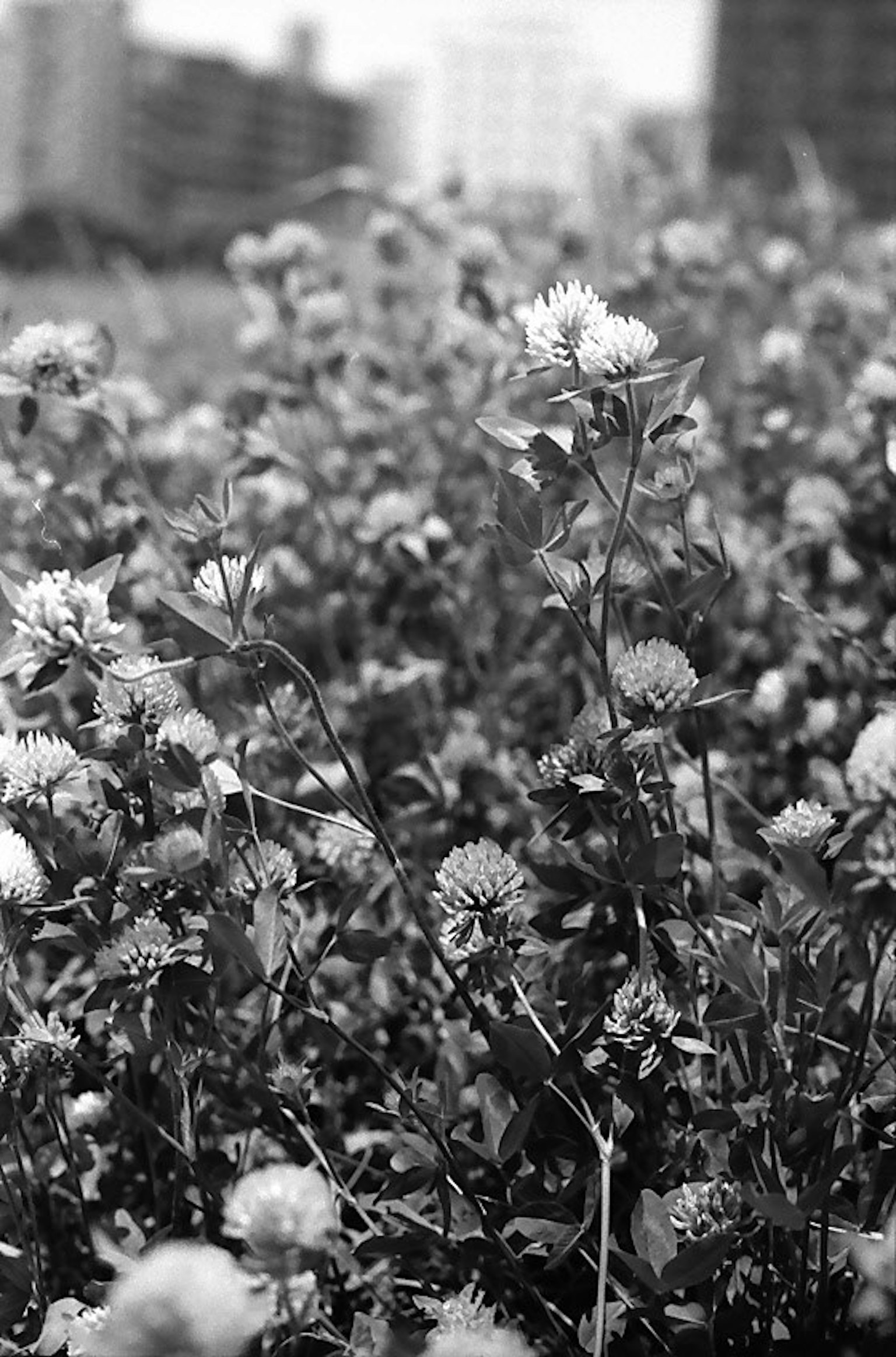 Image en noir et blanc d'un champ de fleurs de trèfle avec une silhouette de ville en arrière-plan
