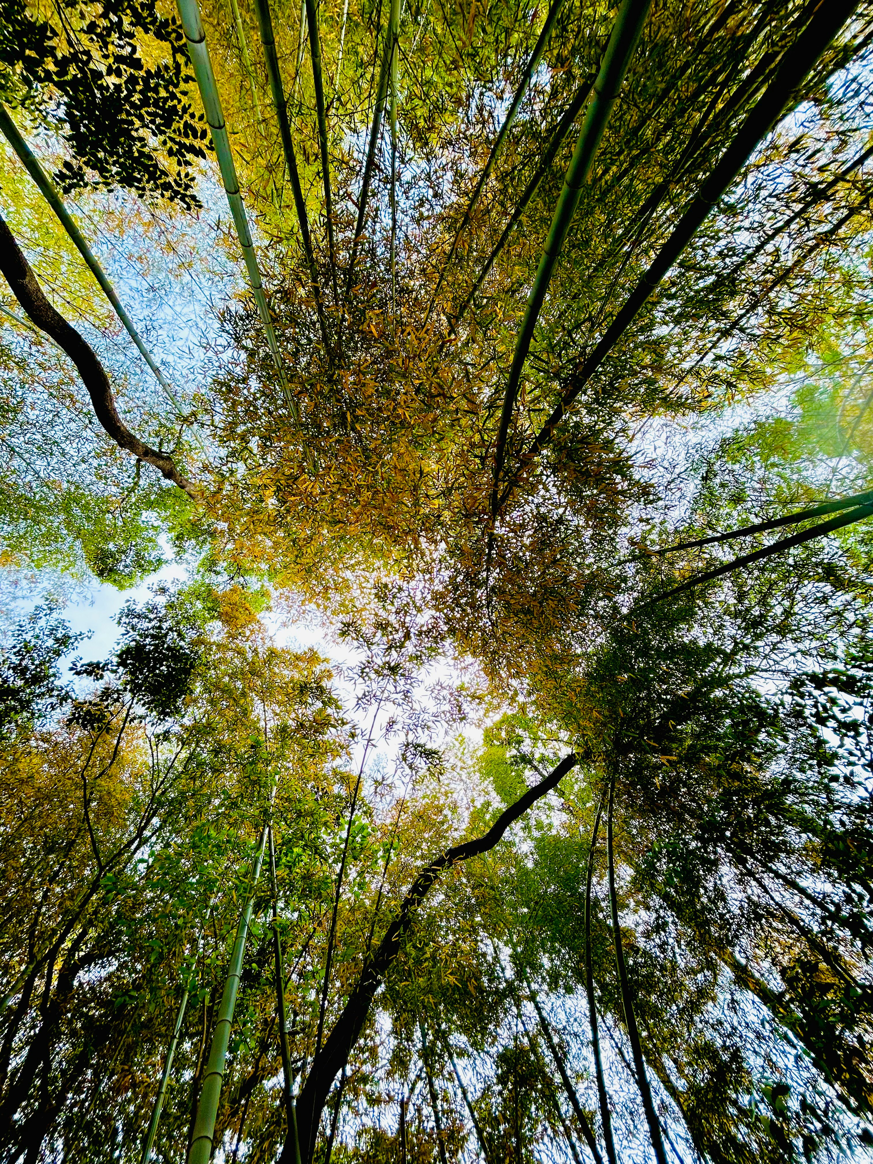 見上げた秋の木々の枝葉