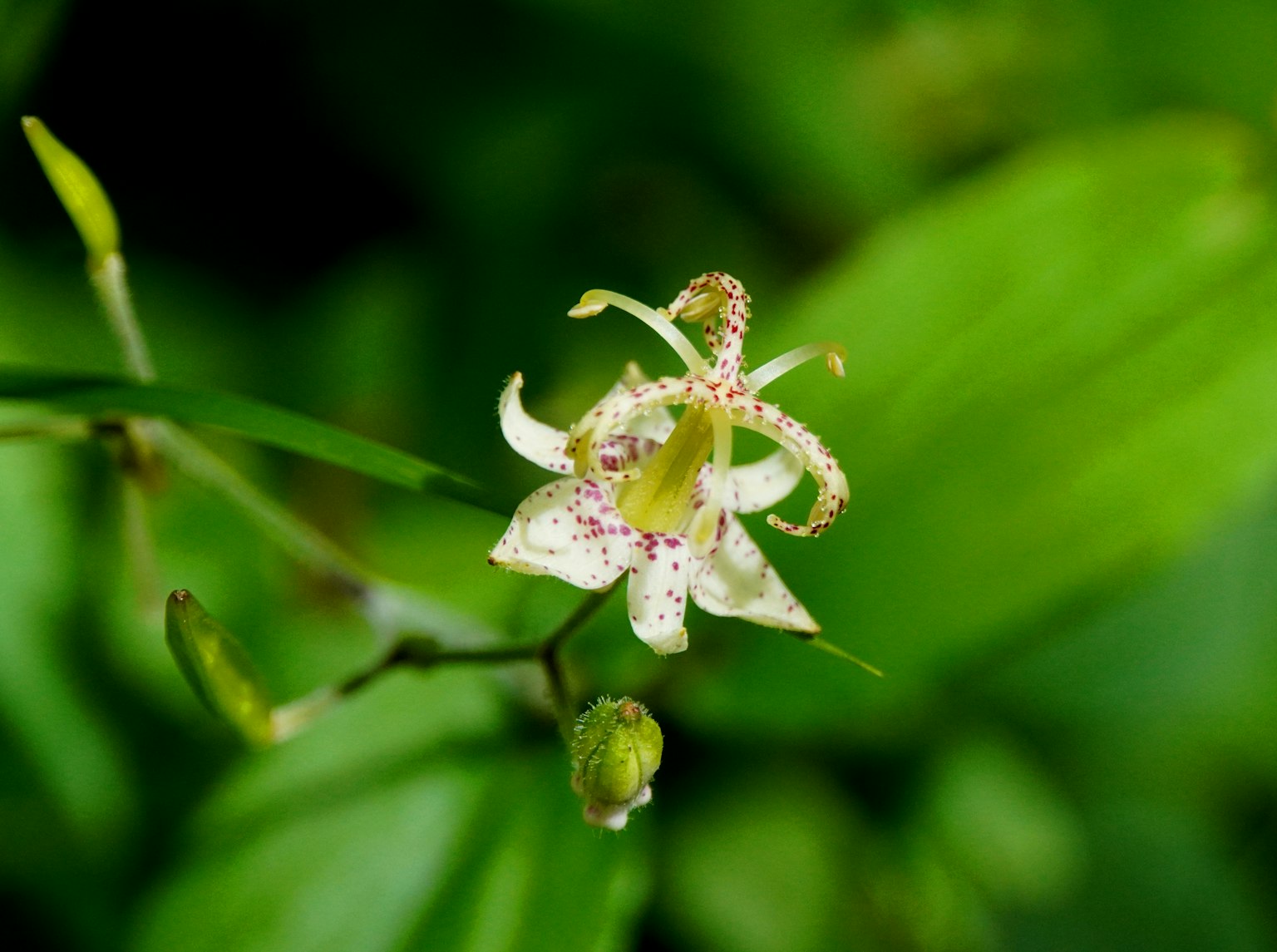 Fleur blanche en fleurs sur un fond vert