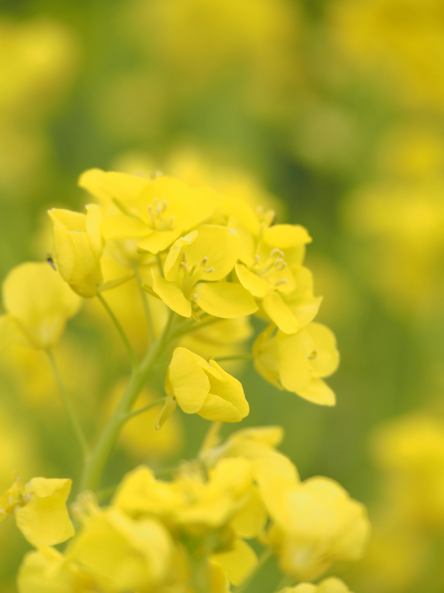 Primer plano de una planta con flores amarillas y fondo borroso