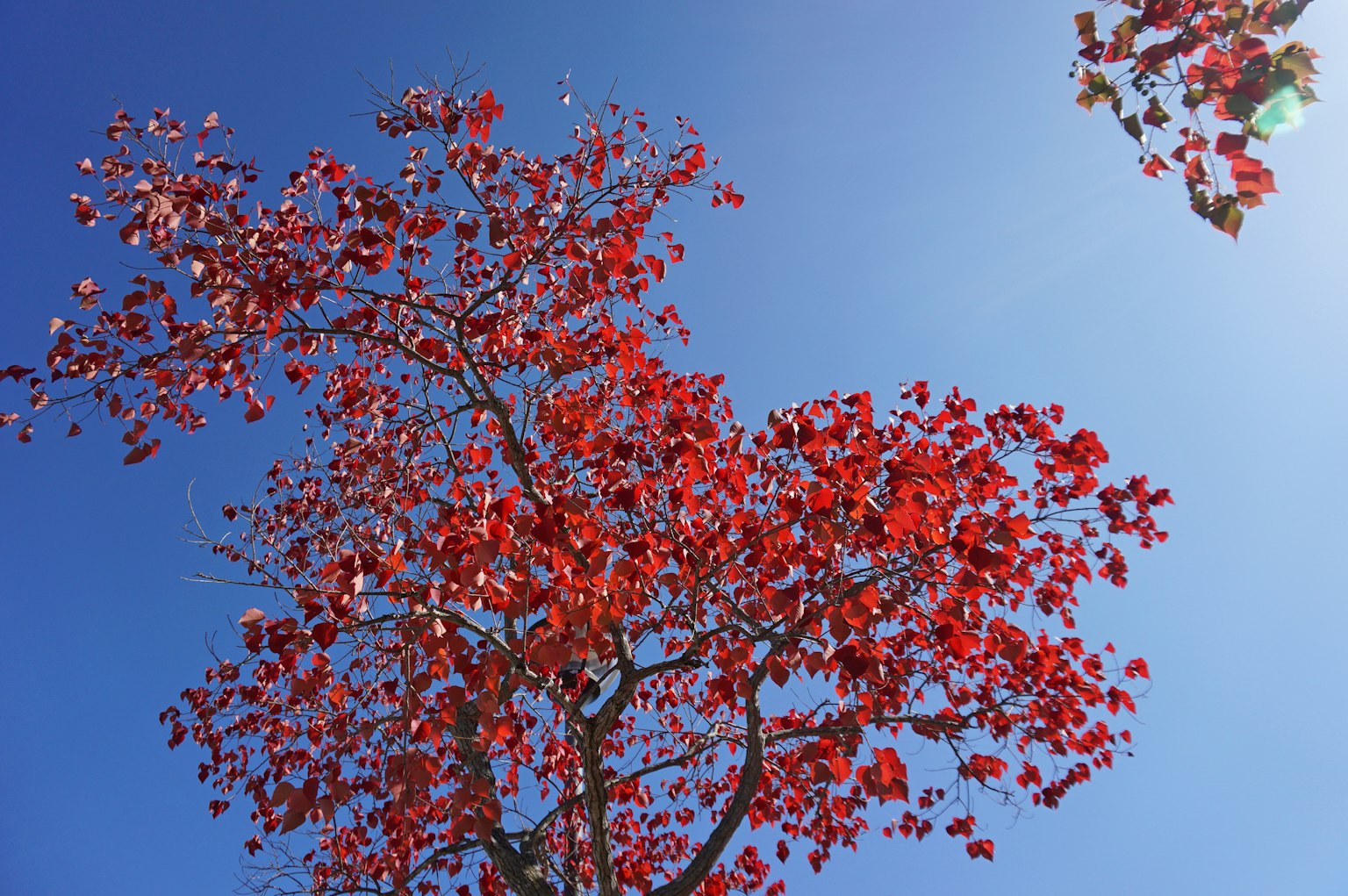 Árbol con hojas rojas contra un cielo azul