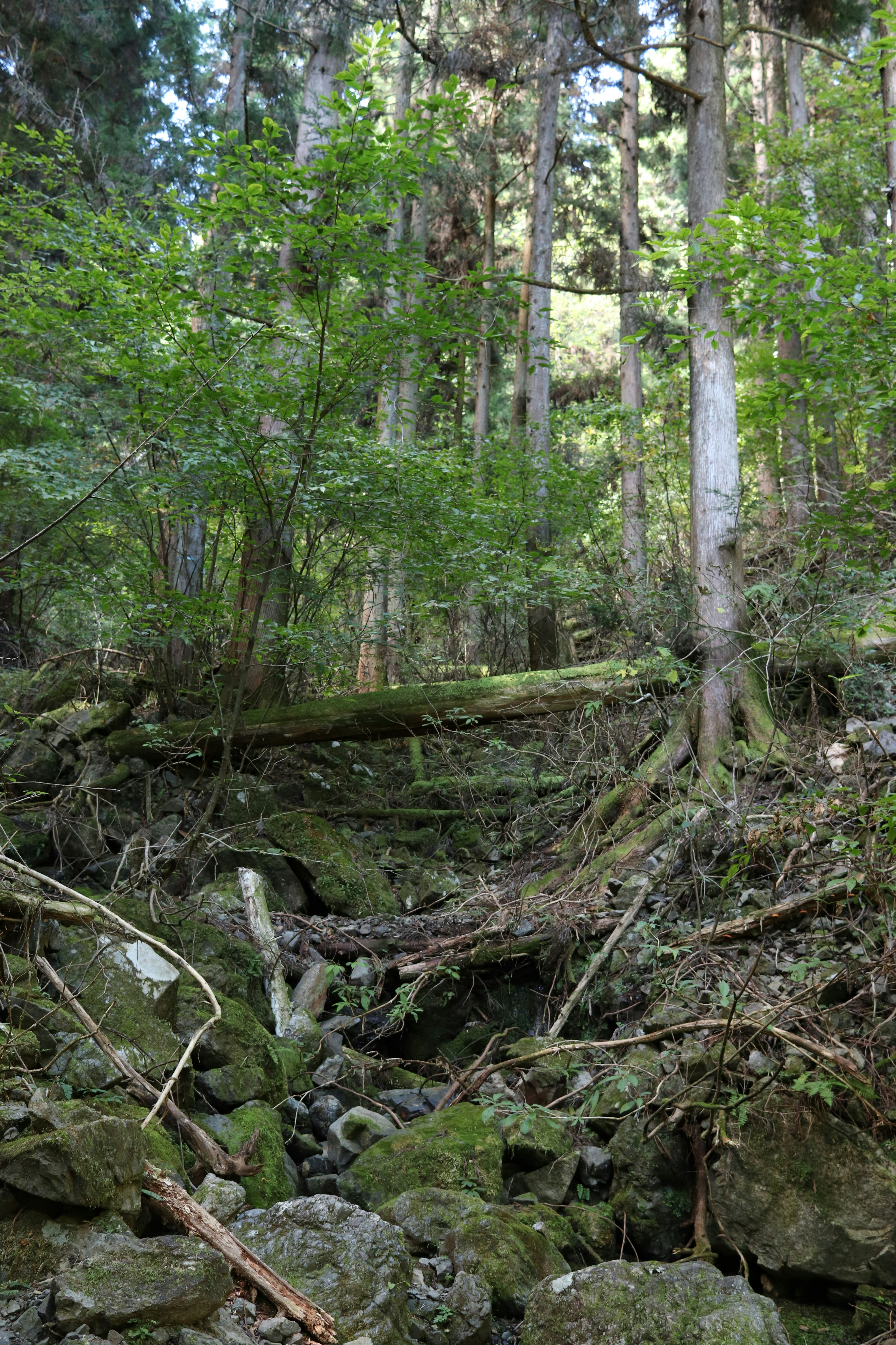 Sendero en un bosque denso con troncos caídos y rocas cubiertas de musgo