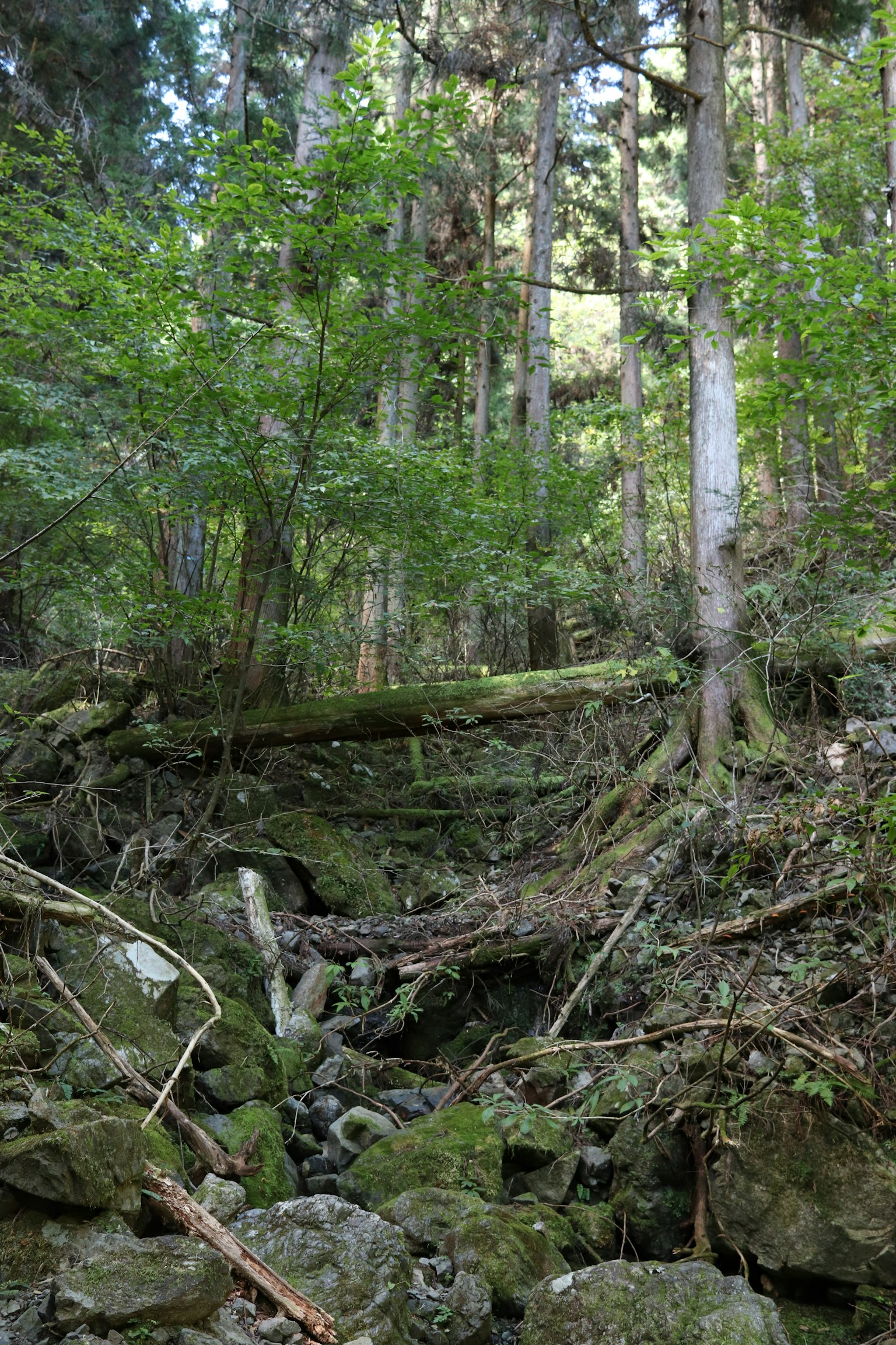 Escena de bosque frondoso con rocas y árboles caídos