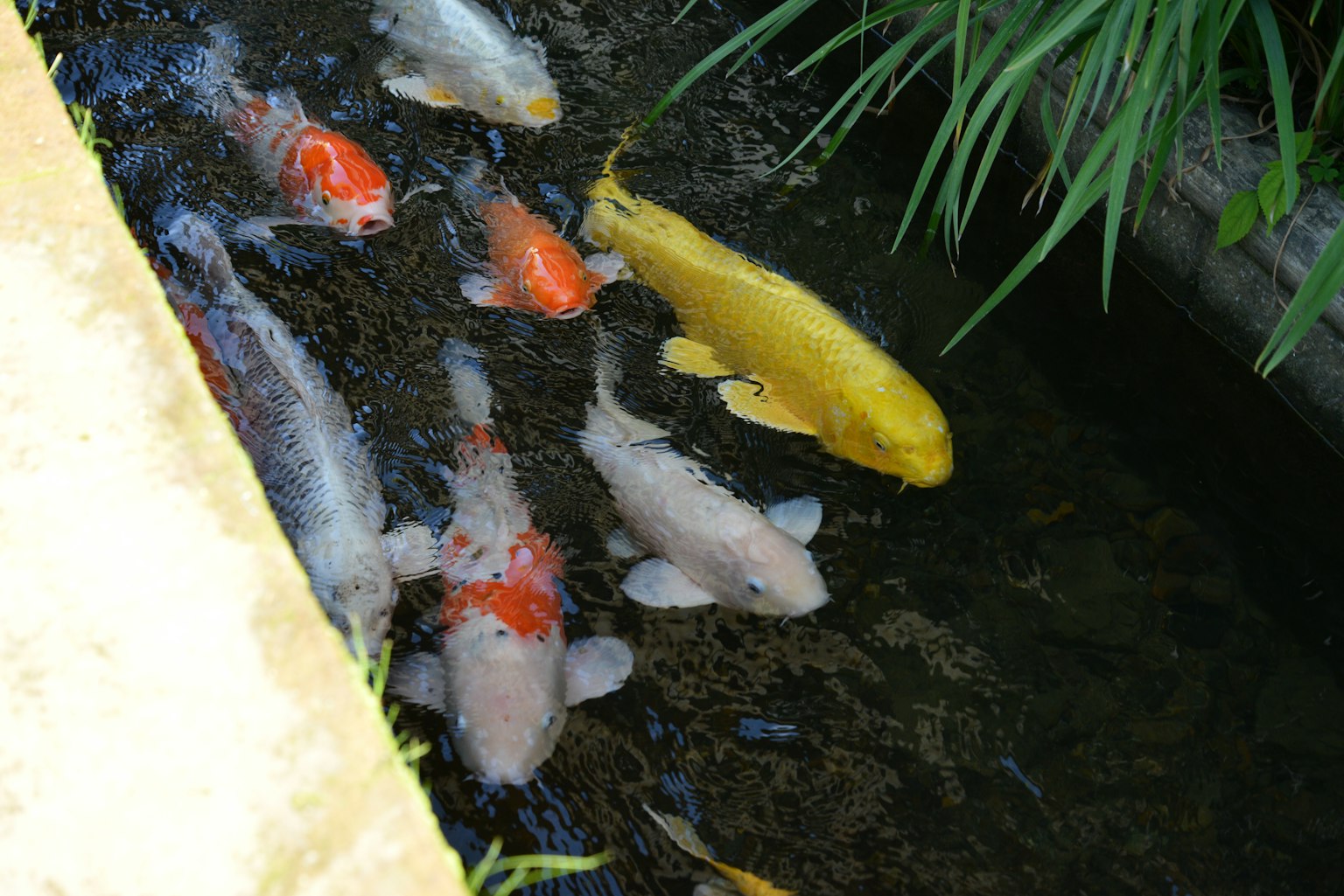 Pesci koi colorati che nuotano in uno stagno