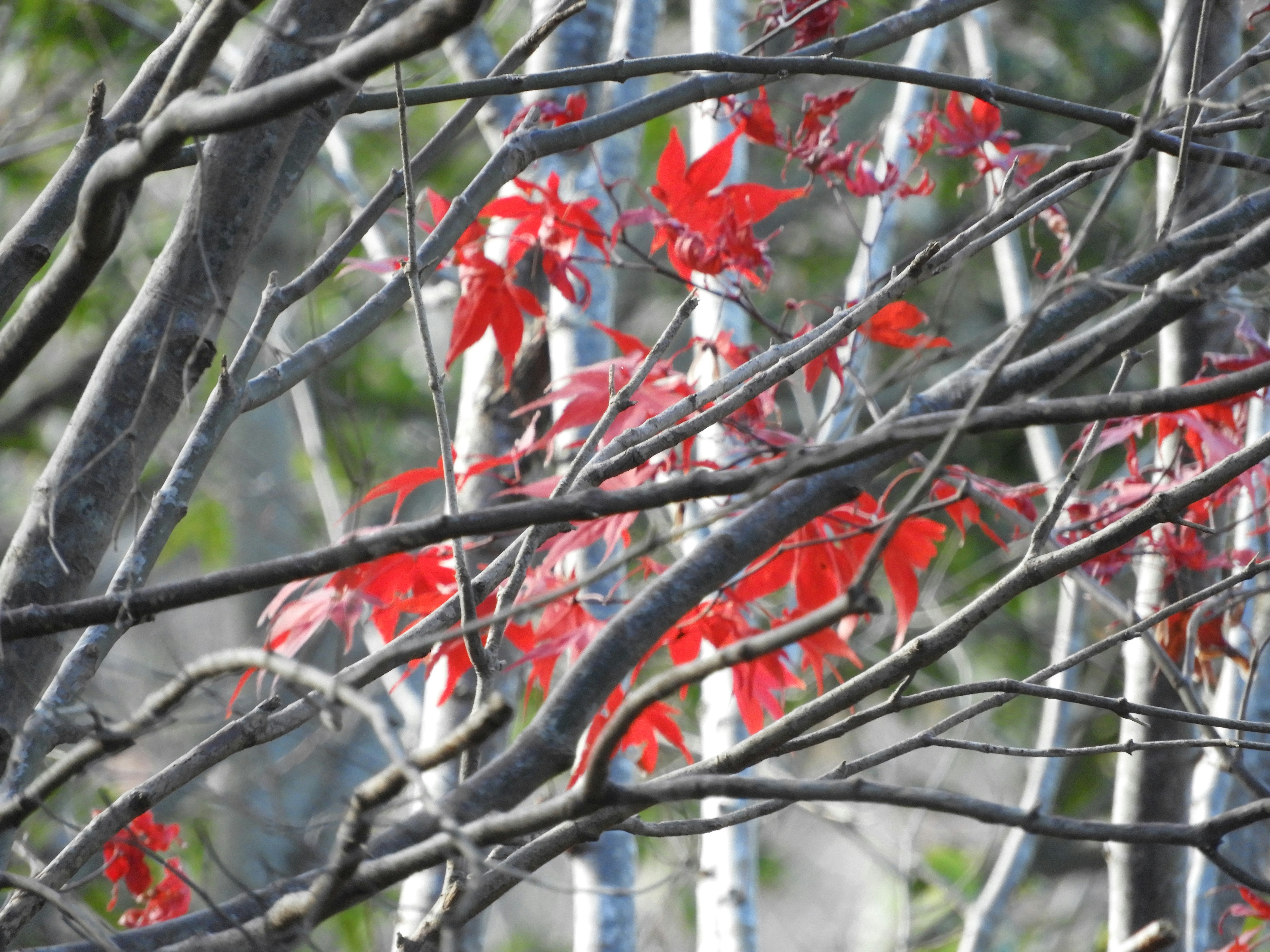 branches d’arbre avec des feuilles rouges sur des brindilles sèches