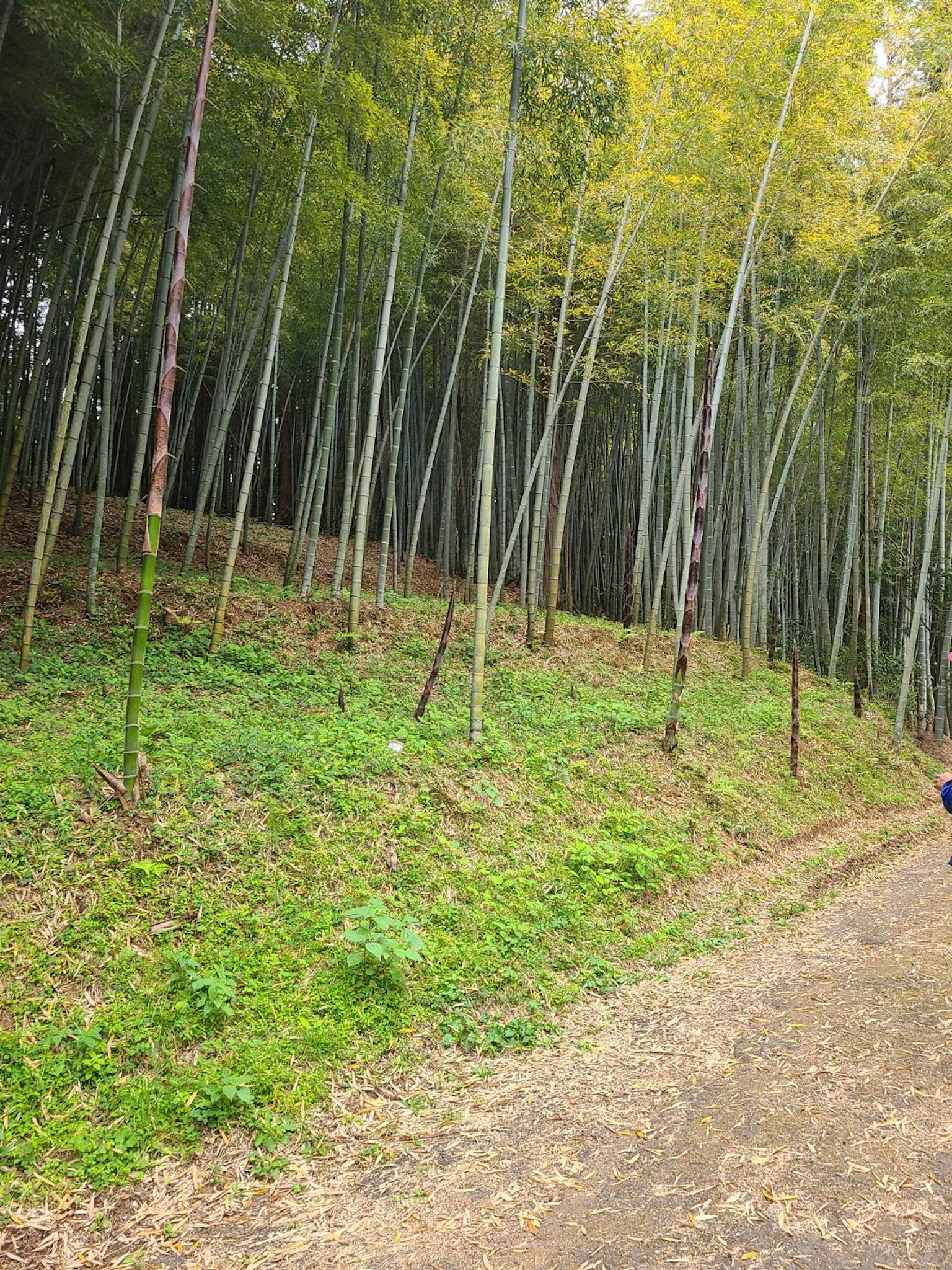 대나무 숲과 무성한 초지