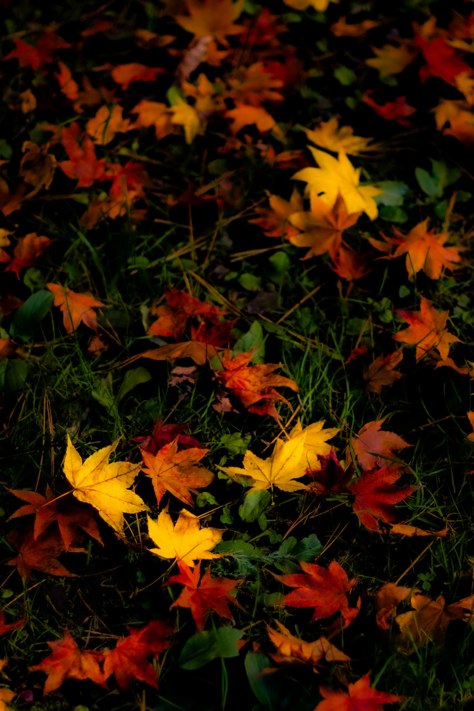 Feuilles tombées colorées éparpillées sur le sol dans une scène d'automne