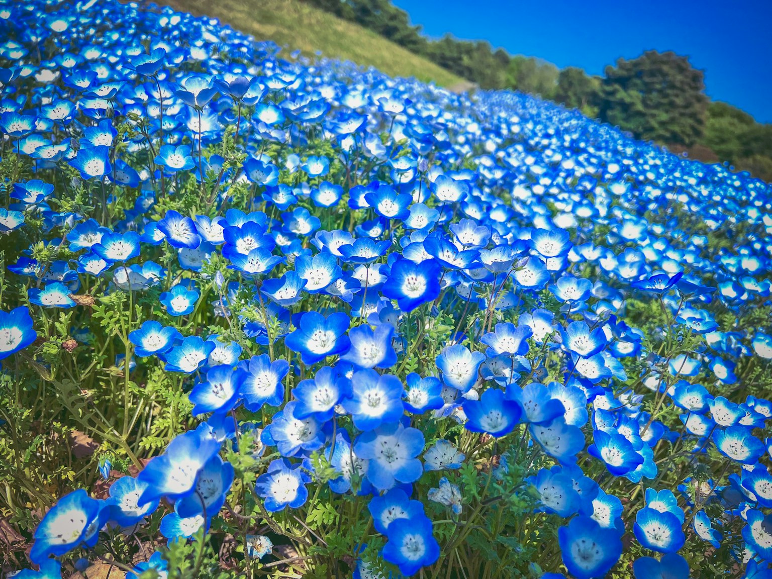 Feld mit leuchtend blauen Blumen unter klarem Himmel