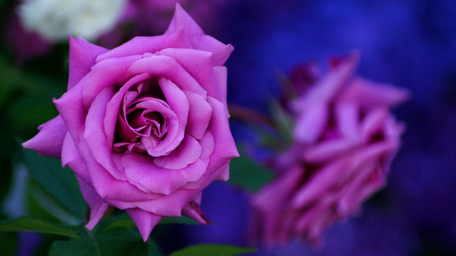Fiore di rosa rosa vibrante con sfondo sfocato