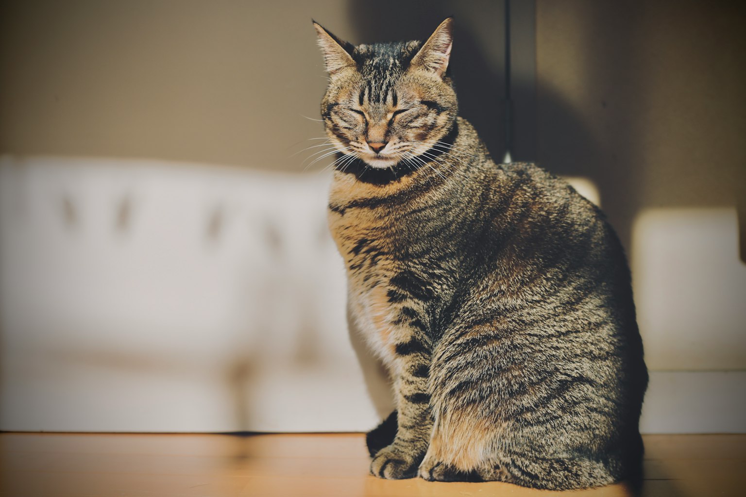 坐在阳光下的棕色条纹猫