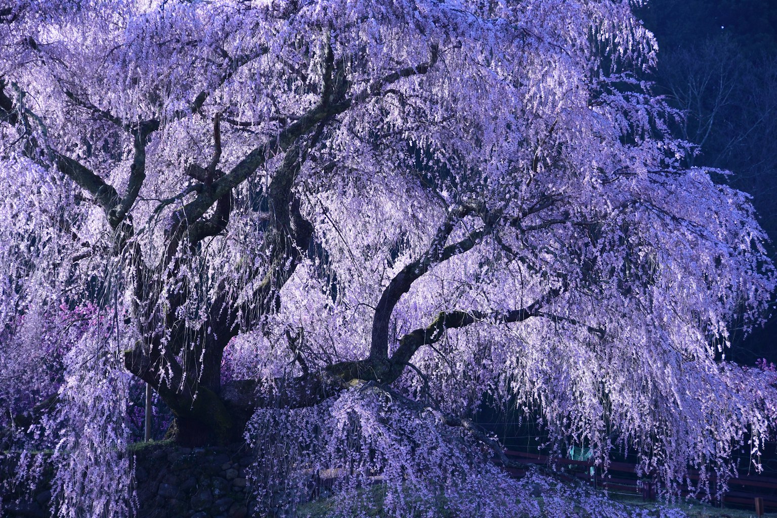 Un bellissimo albero di ciliegio in fiore con fiori viola