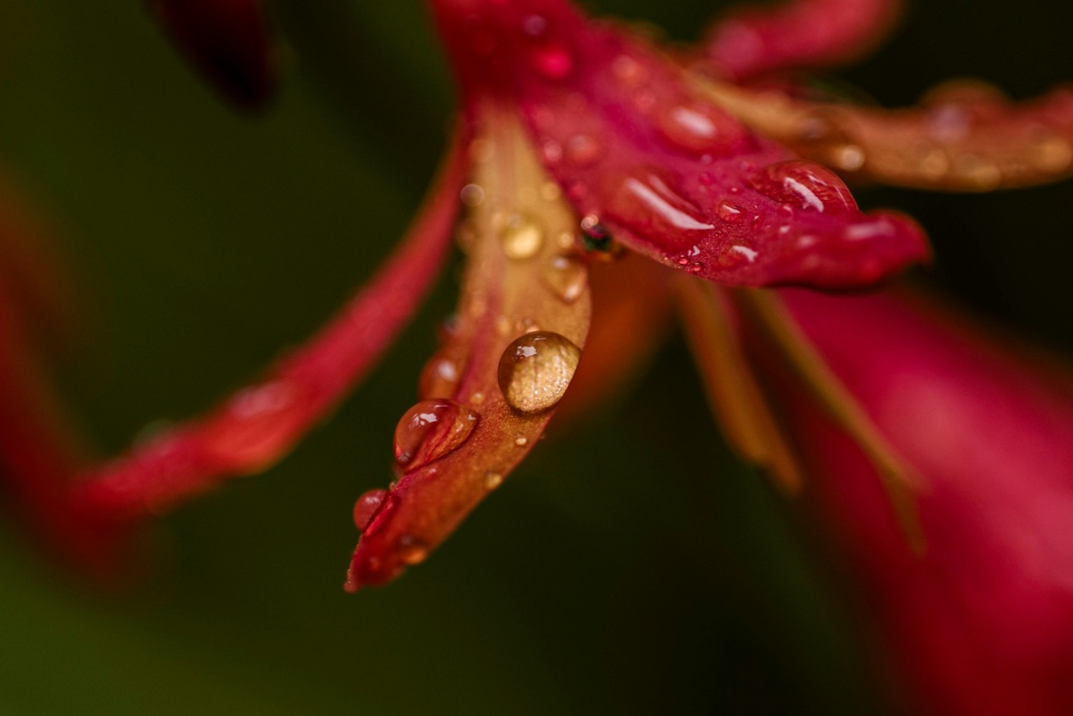 Cận cảnh cánh hoa đỏ có giọt nước