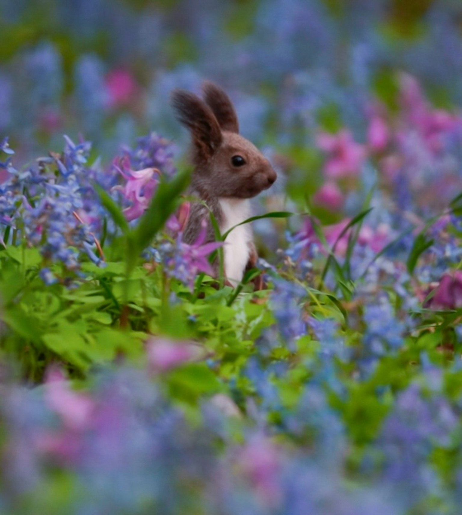 Kleiner Hase zwischen bunten Blumen in einem lebhaften Feld