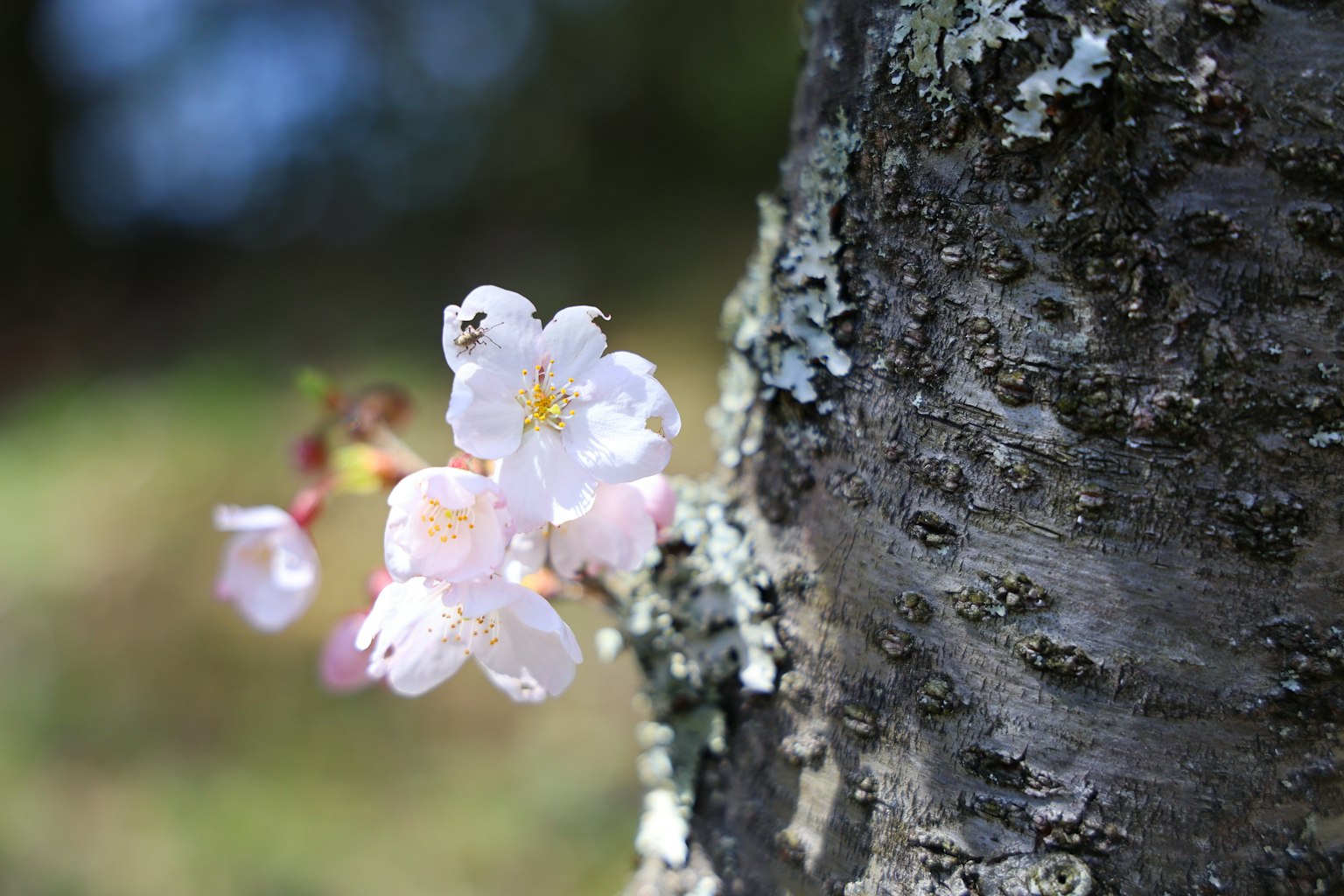 Gros plan de fleurs de cerisier en fleurs près d'un tronc d'arbre
