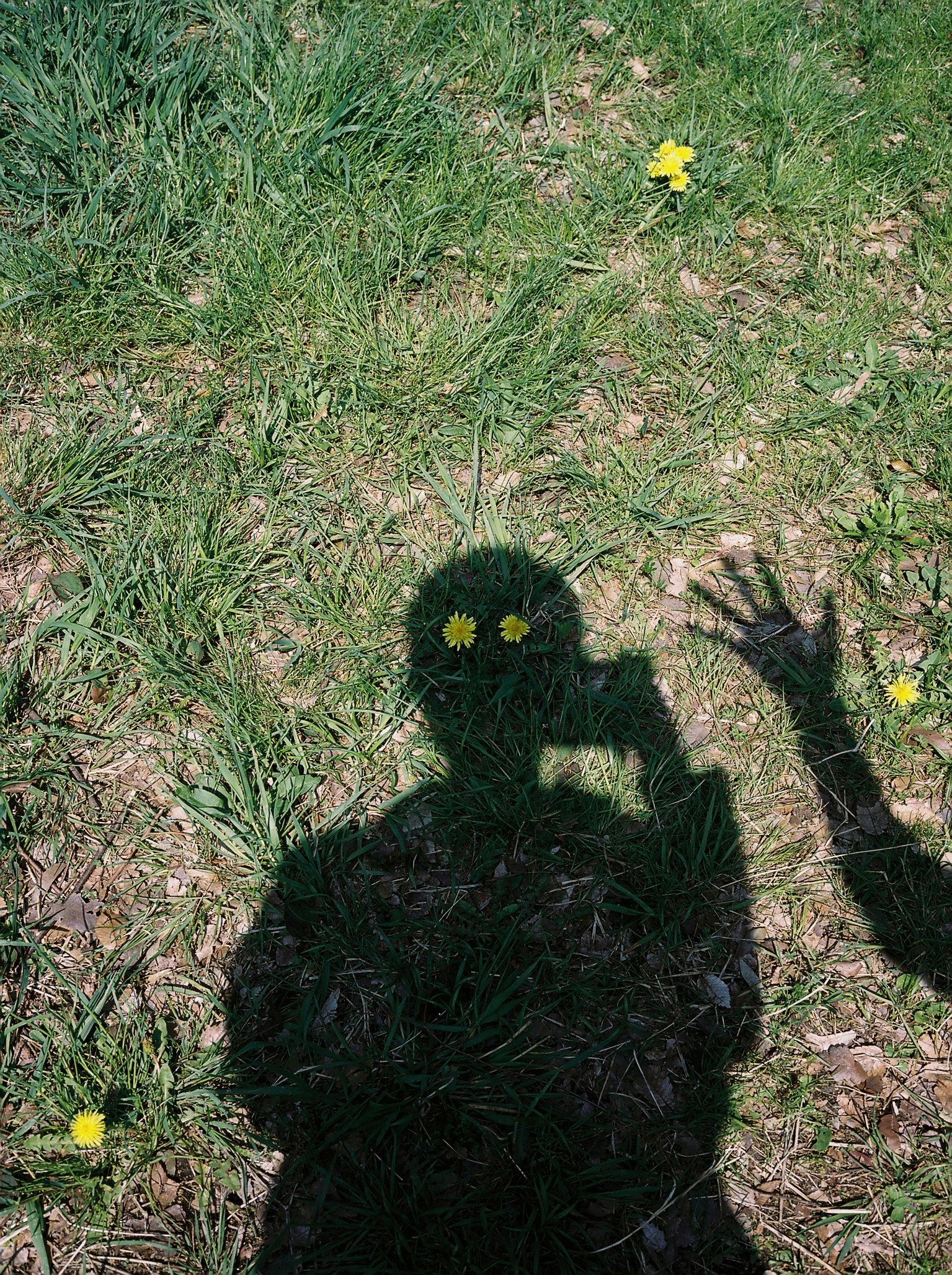 芝生の上に咲く小さな黄色い花と影