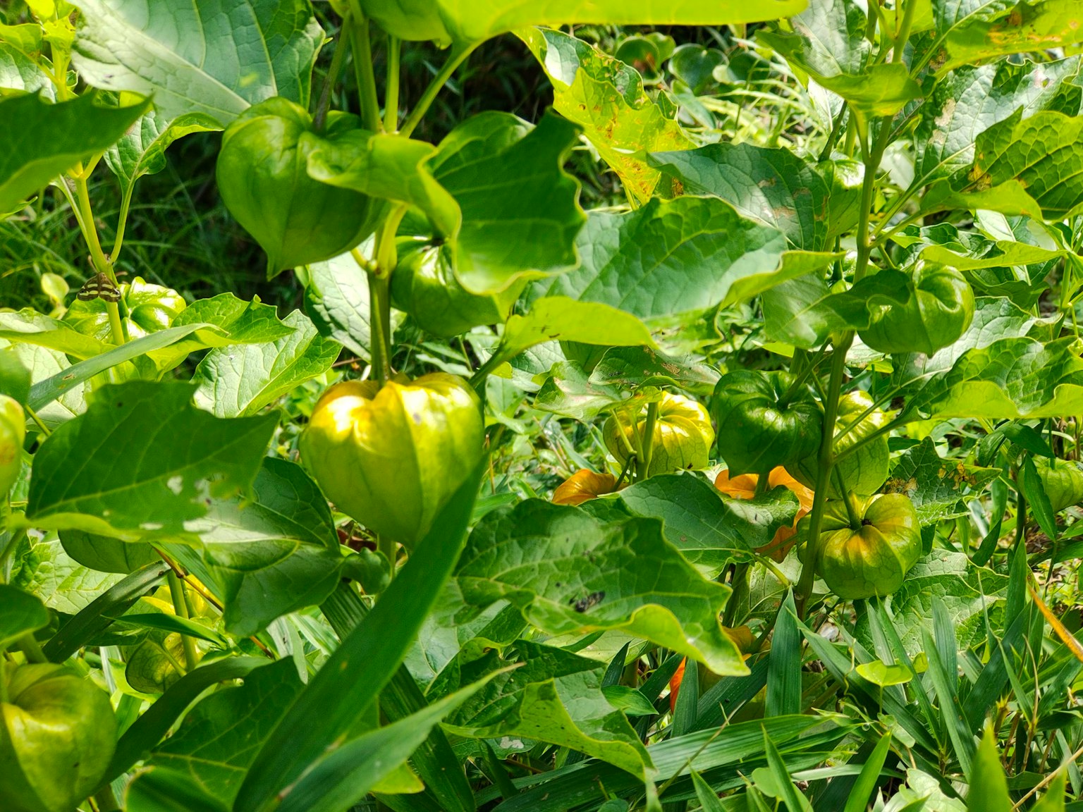 Una planta con frutos inmaduros rodeada de hojas verdes