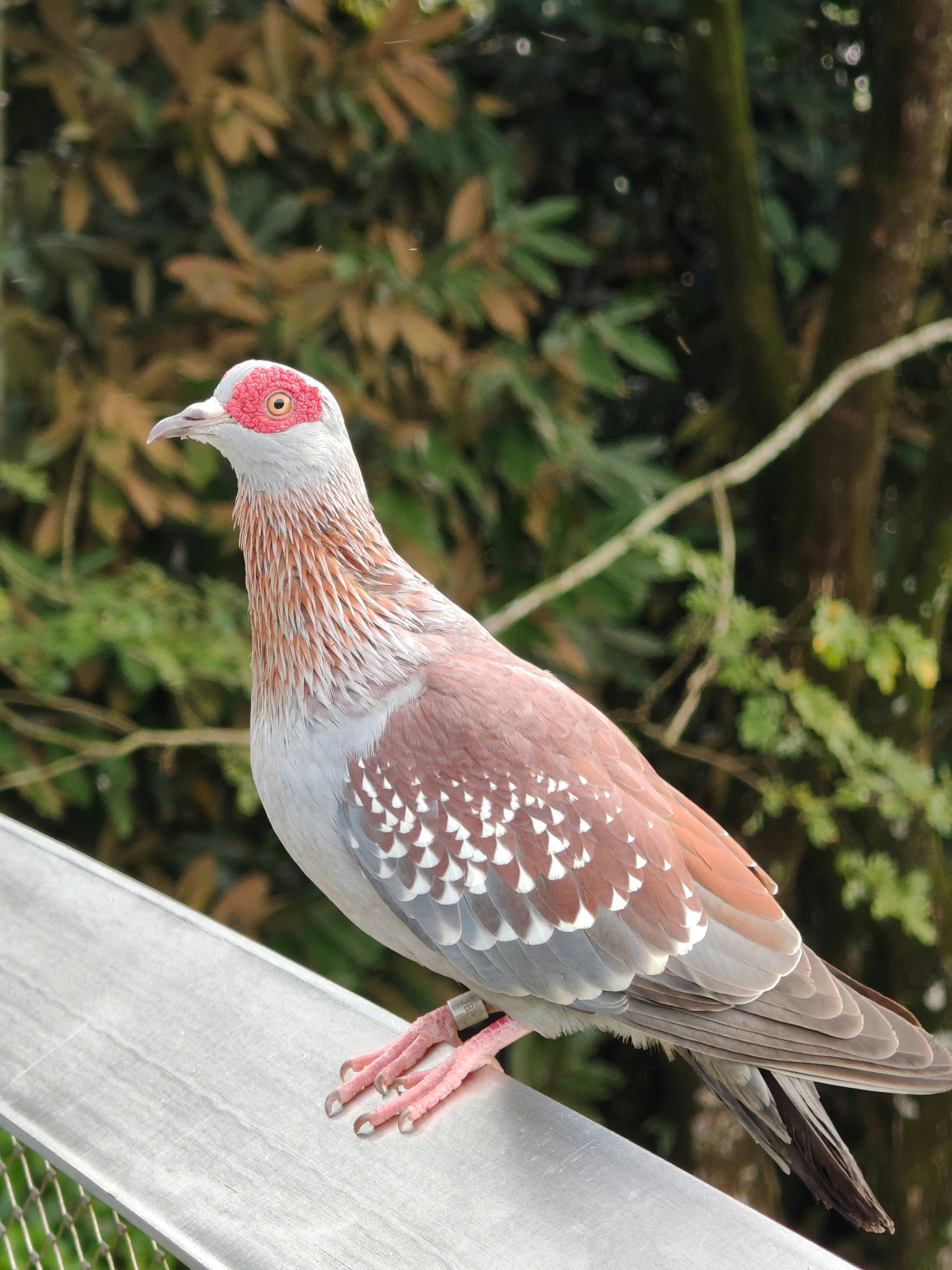 uccello rosa posato a Bird Paradise
