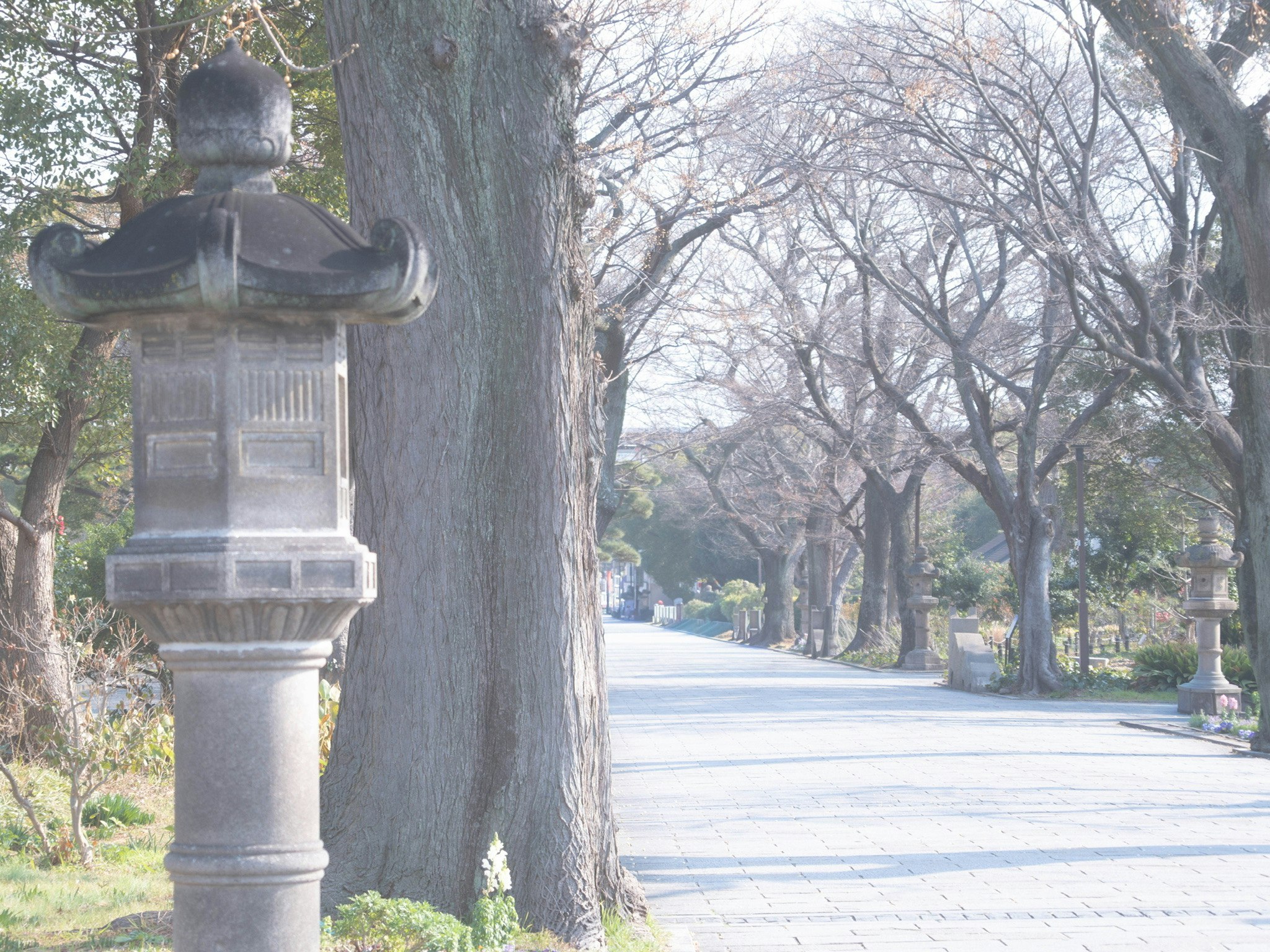 並木道の石造りの水飲み場と街路樹のある風景