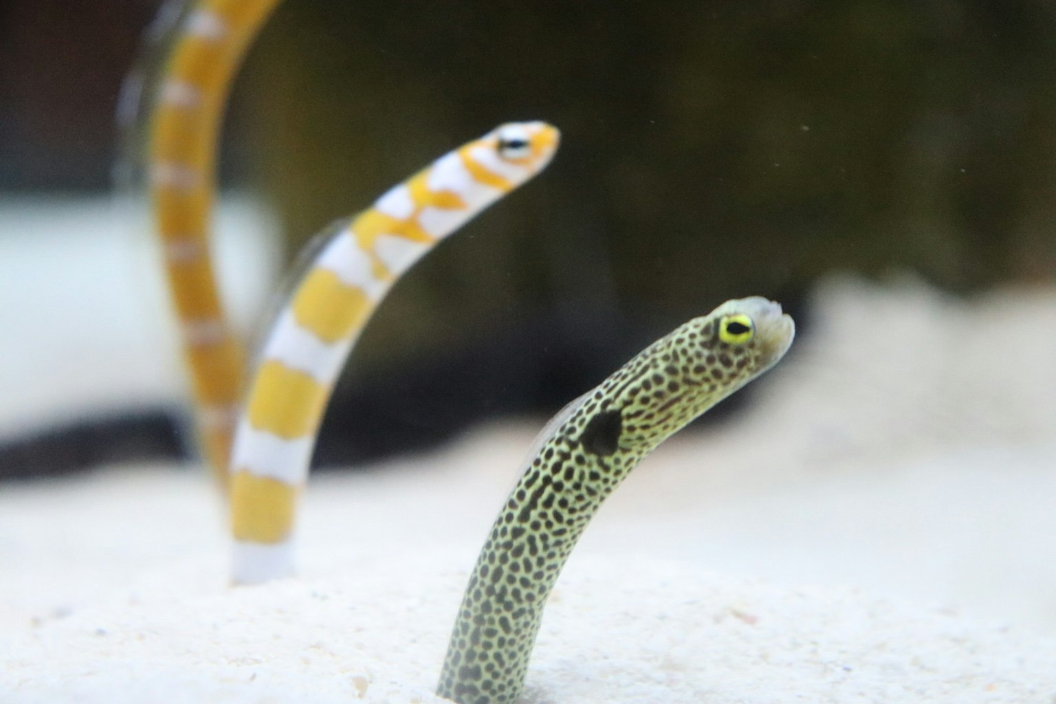Anguila de patrones amarillos y blancos y anguila verde emergiendo de la arena