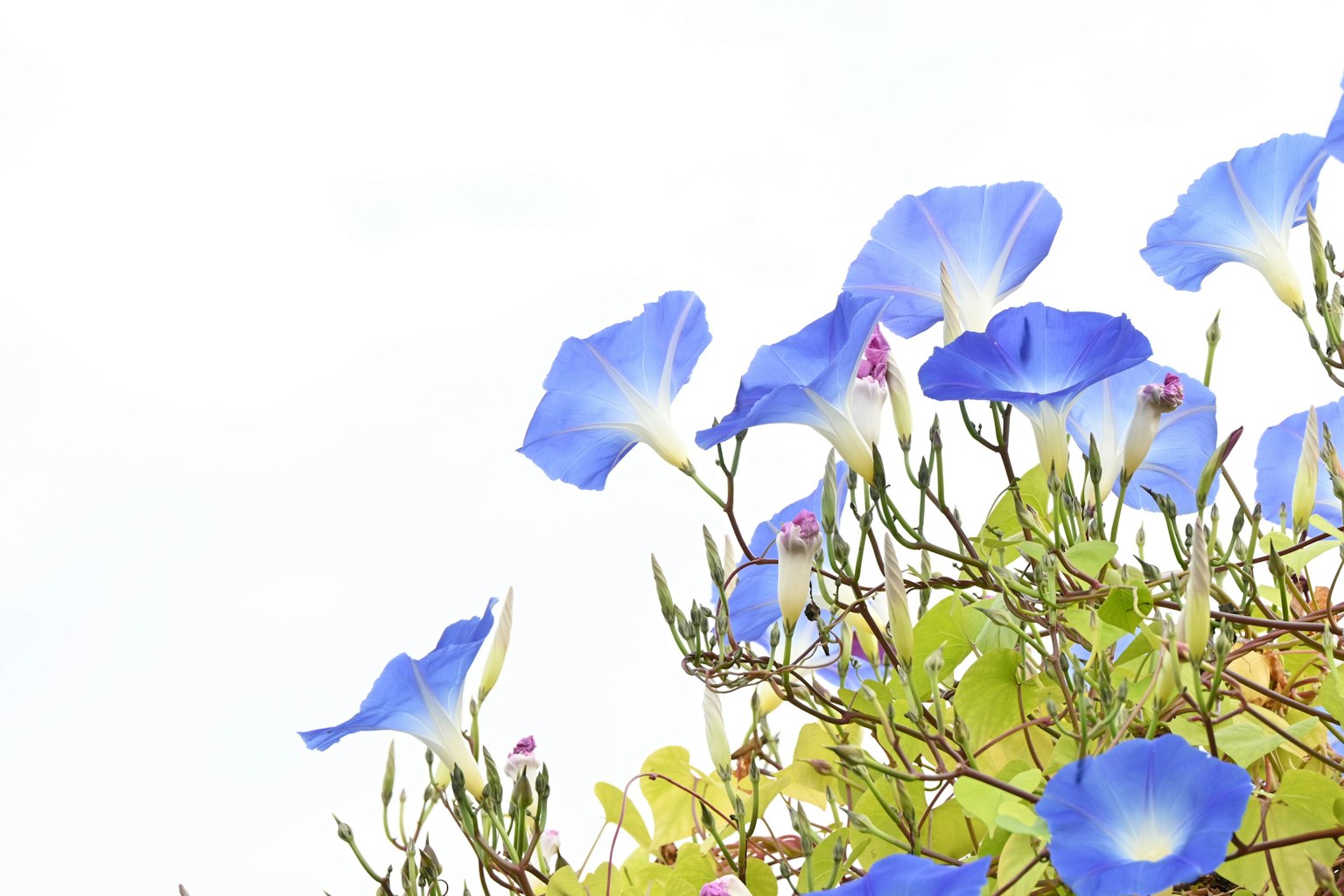 Blue morning glory flowers blooming towards the sky
