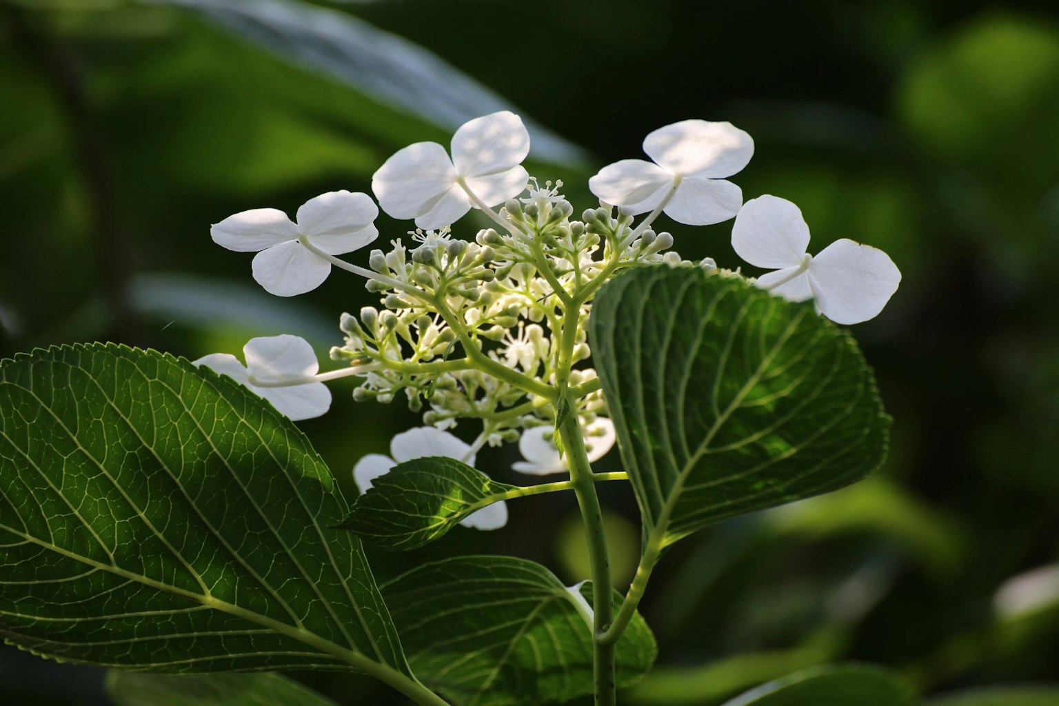 Nahaufnahme einer Pflanze mit weißen Blüten und grünen Blättern