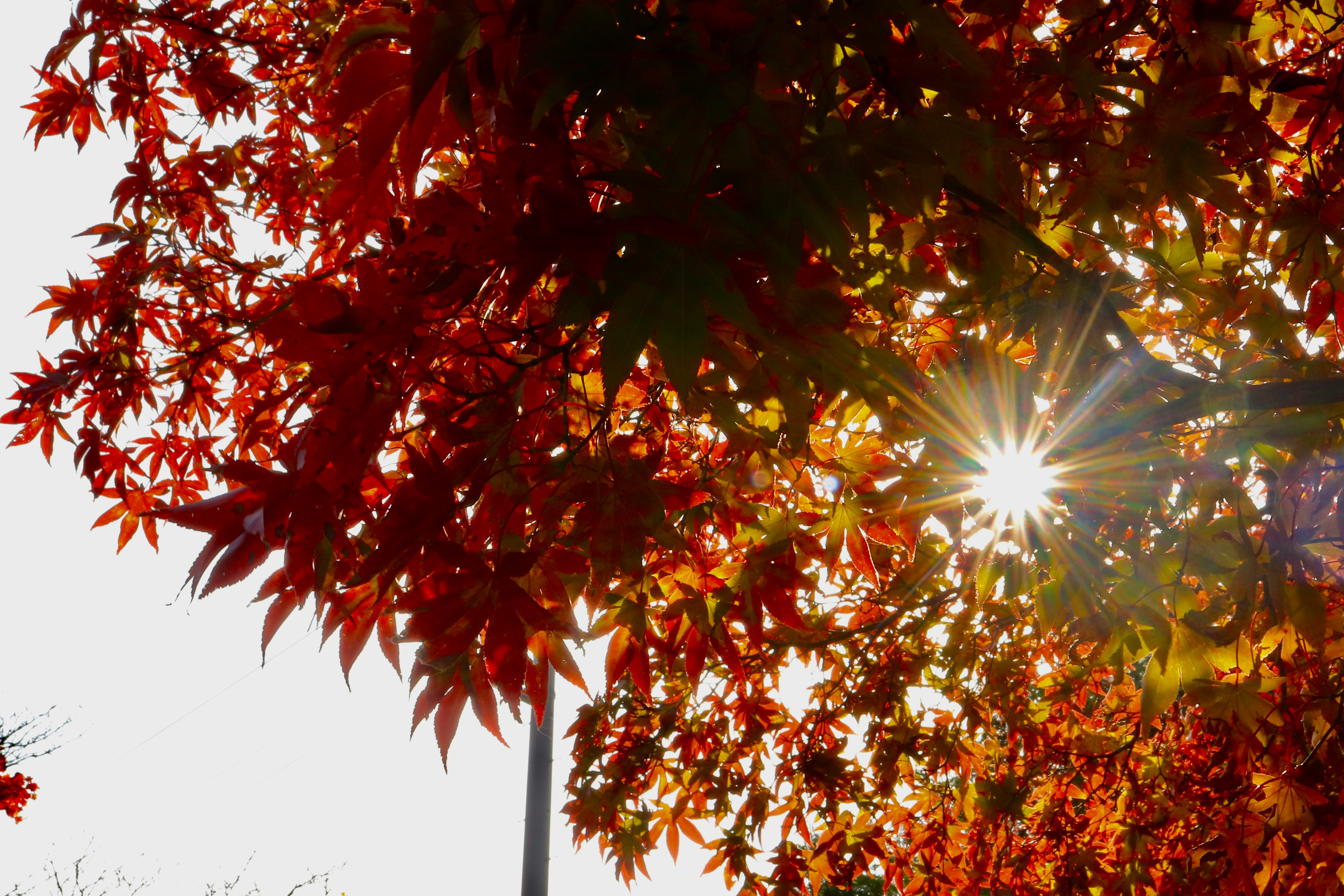 紅楓葉與樹枝間逆光太陽光暈的秋天天空