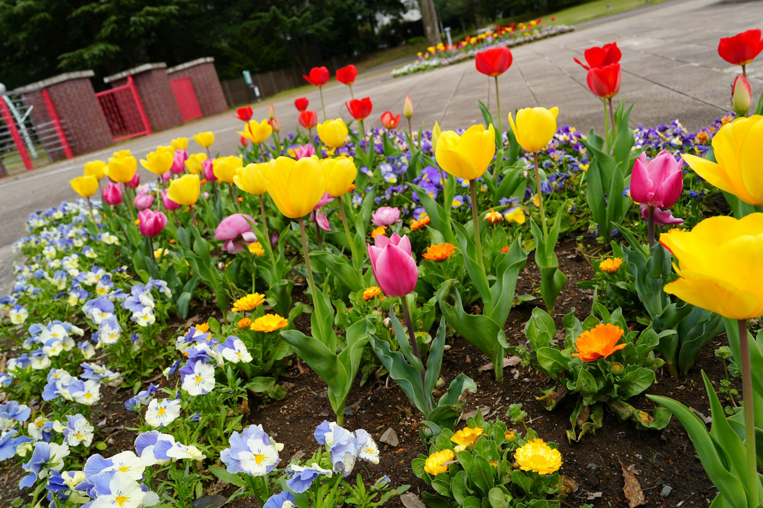 Kebun bunga berwarna-warni dengan tulip dan pansy di taman