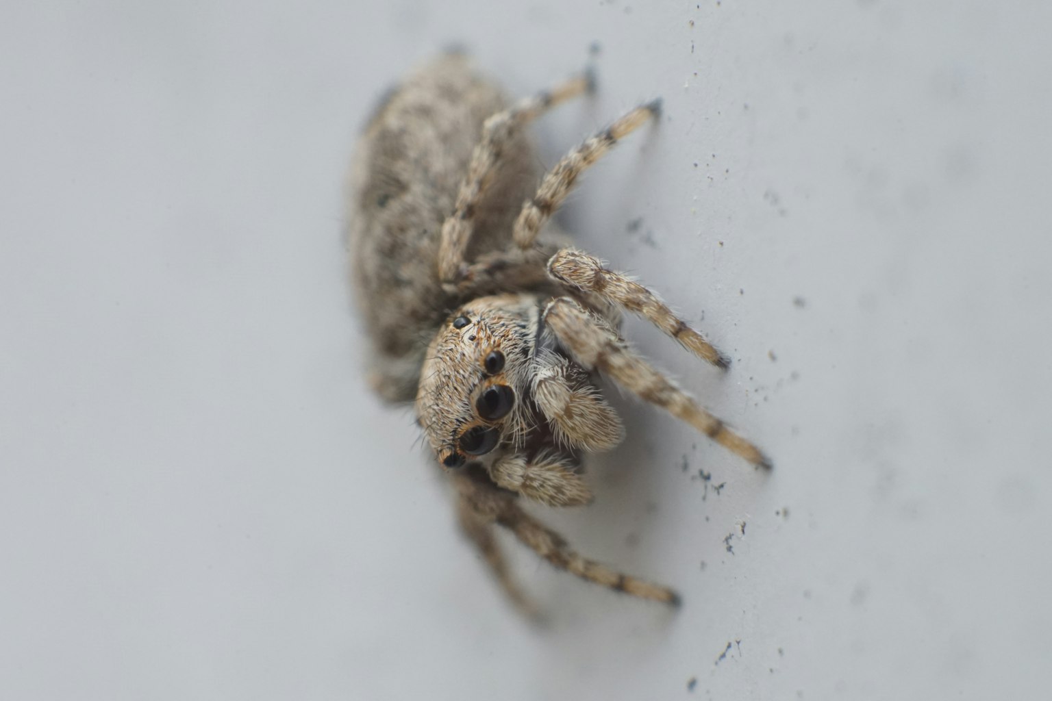 Acercamiento de una pequeña araña sobre un fondo blanco