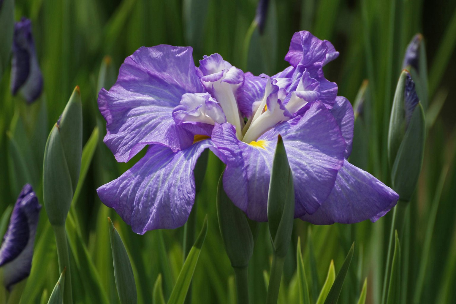 Fiore di iris viola circondato da foglie verdi