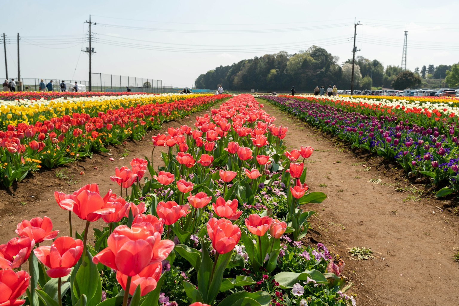 色彩斑斓的郁金香花田