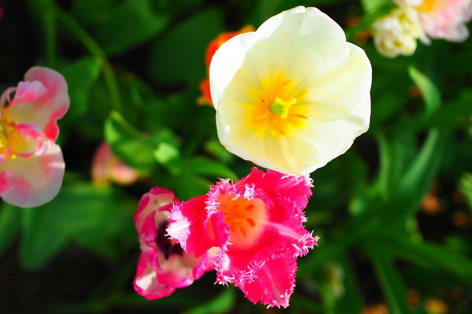 Hoa tulip đầy màu sắc nở trong một khu vườn