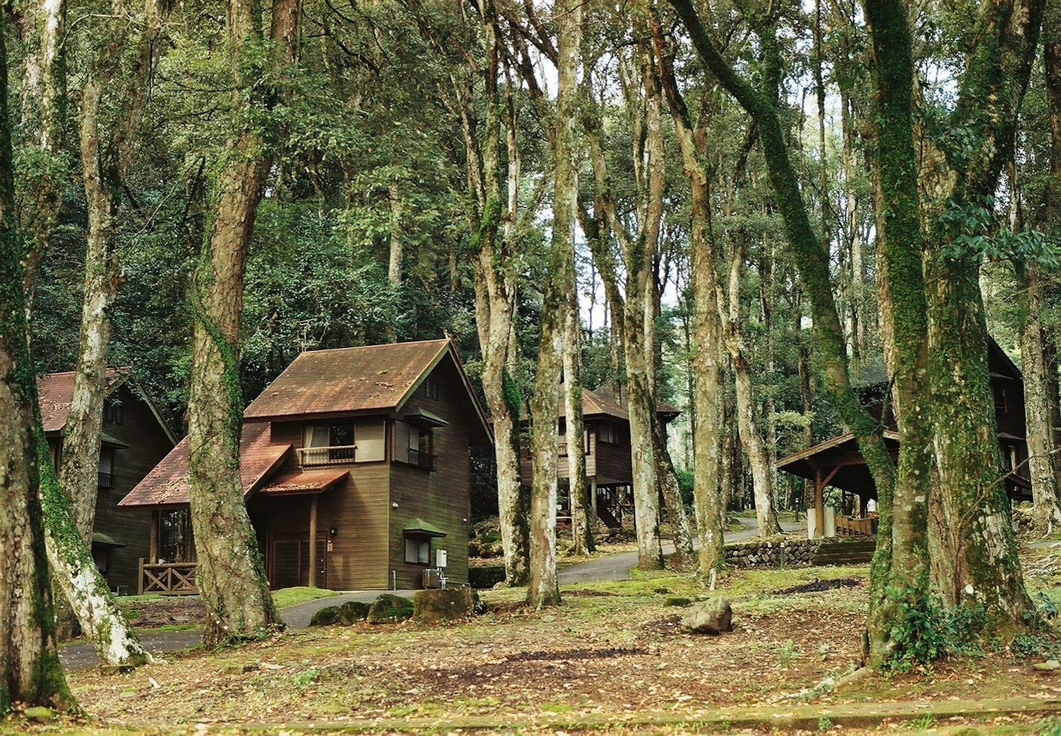 森林中高大树木之间的木屋风景