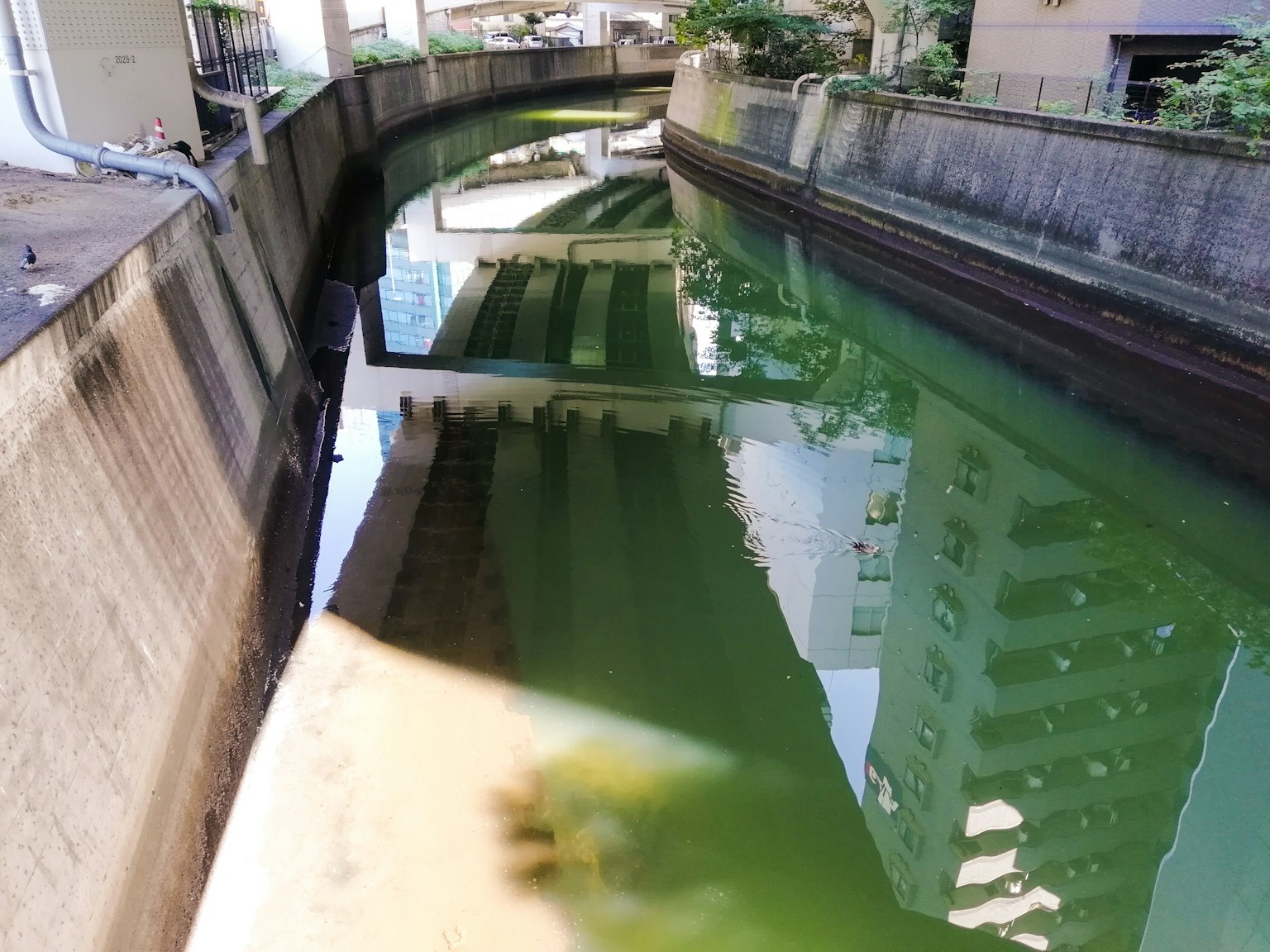Urban landscape featuring a canal with green water and reflections