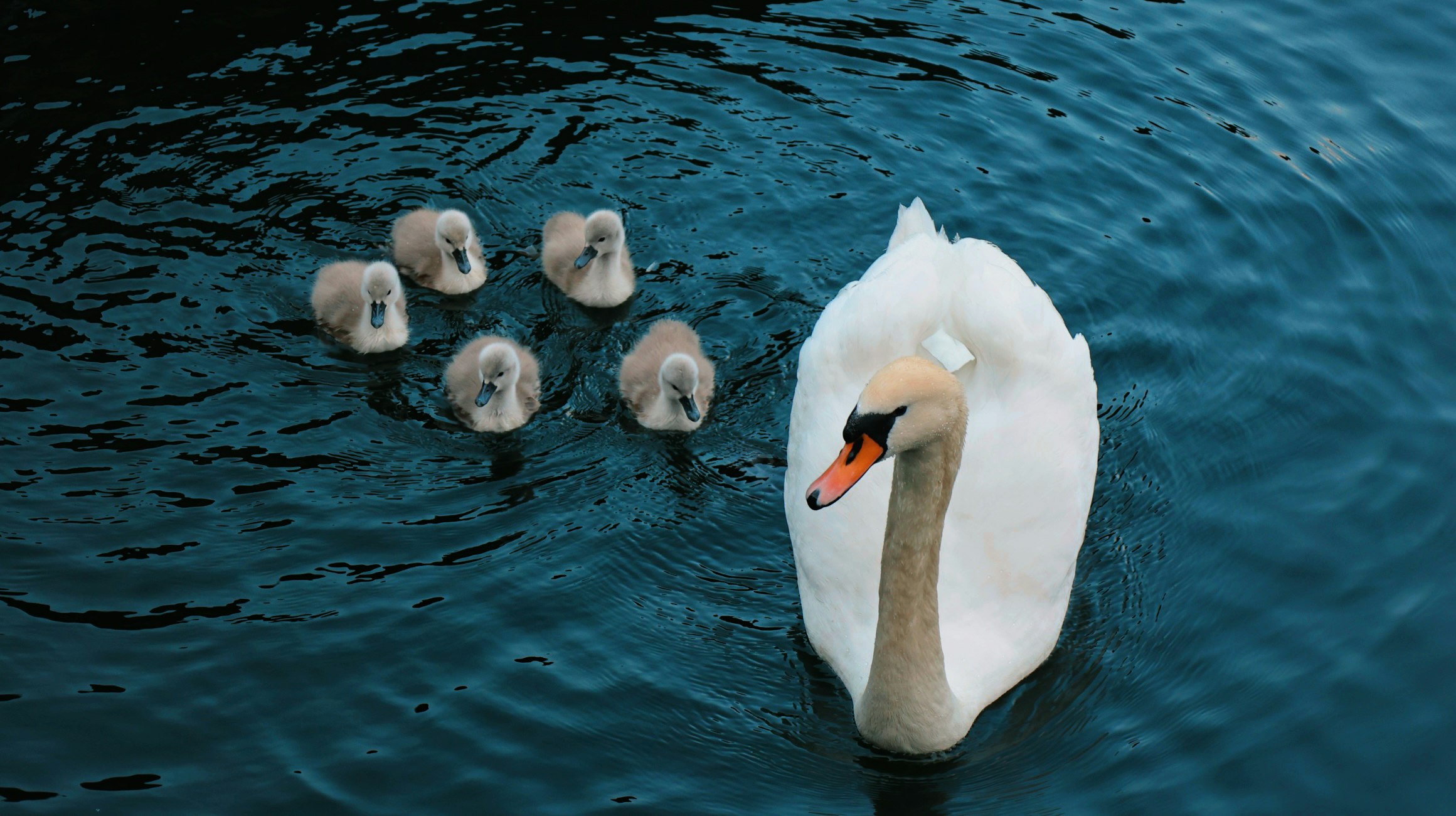 Schwäne und Jungschwäne schwimmen auf einem See