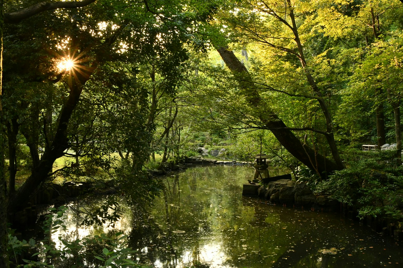 Paesaggio sereno di fiume con alberi lussureggianti e luce solare filtrante