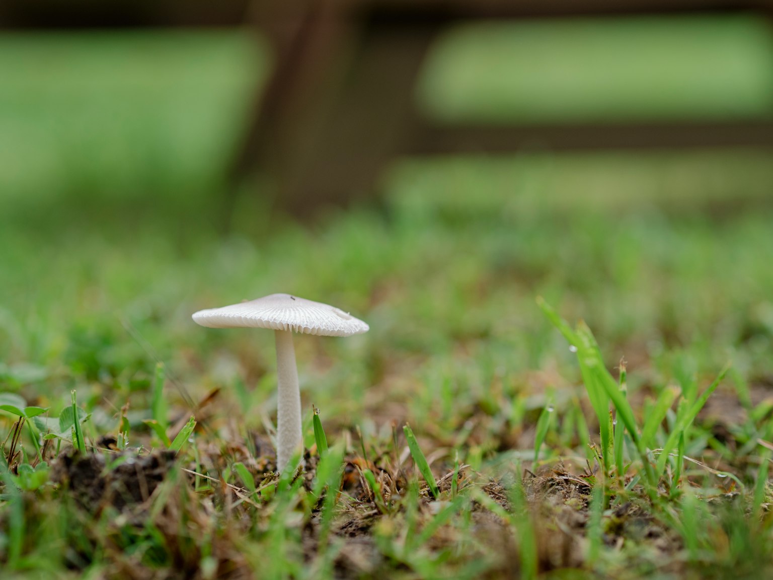 一朵小白蘑菇長在綠色草地上
