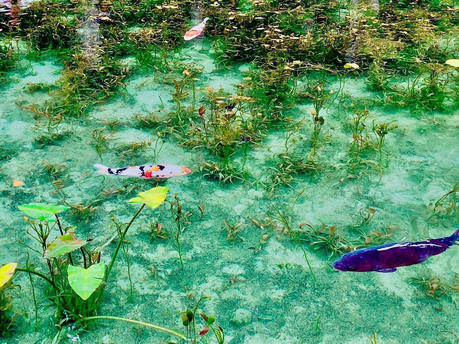 透明な浅瀬に浮かぶ色鮮やかな鯉と水草のある池の風景